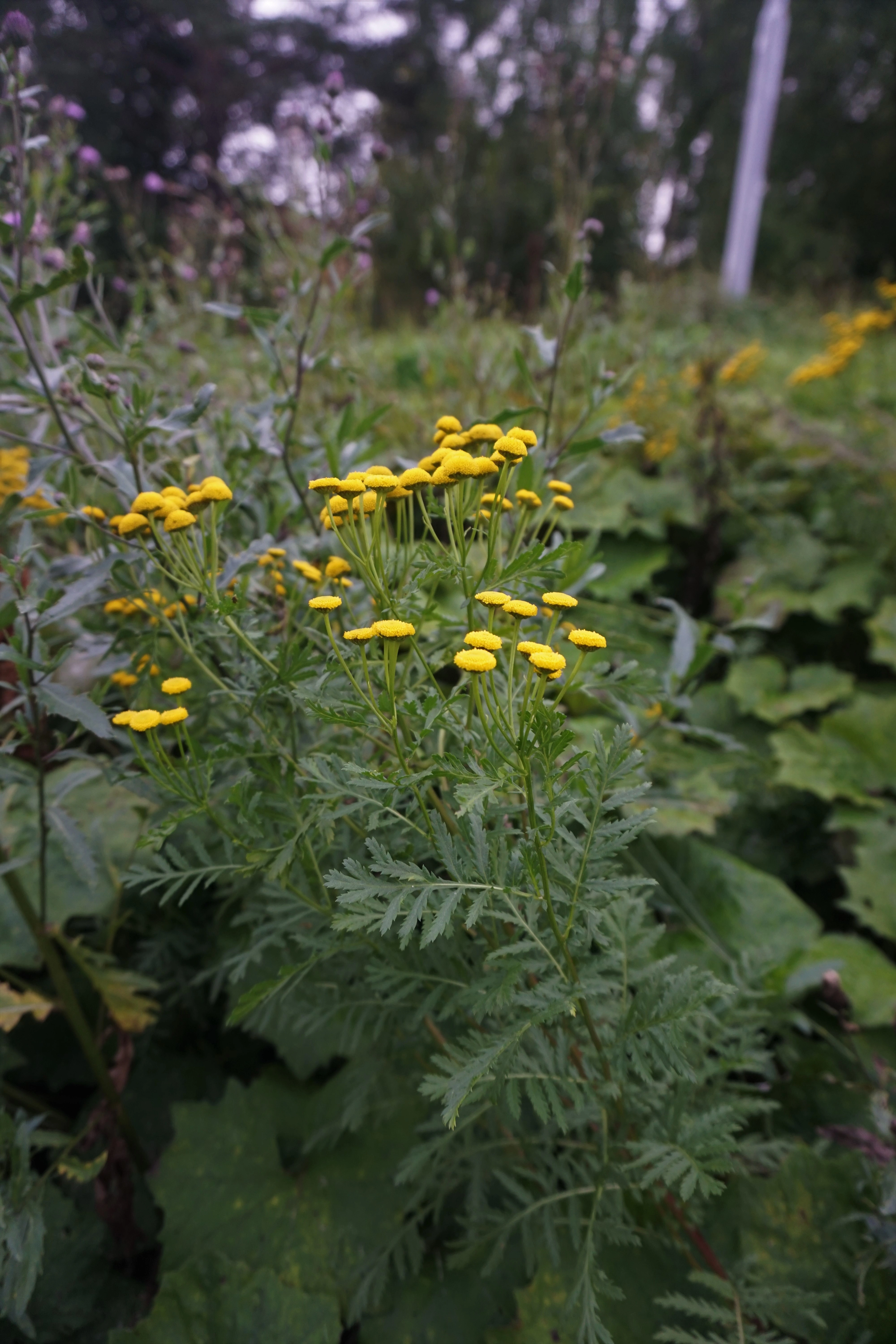 : Tanacetum vulgare.