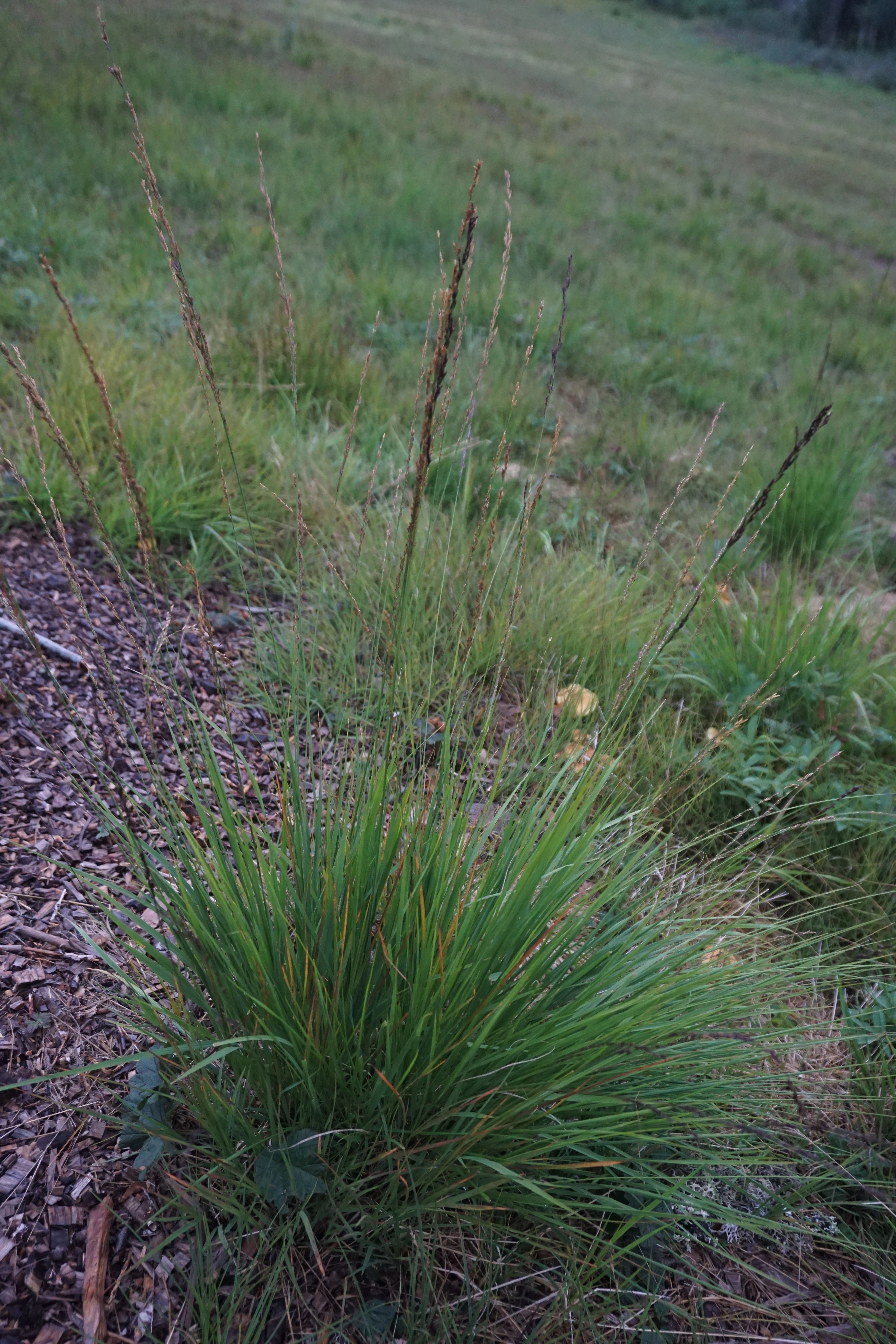 : Molinia caerulea.