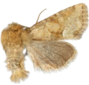 : Oligia fasciuncula.