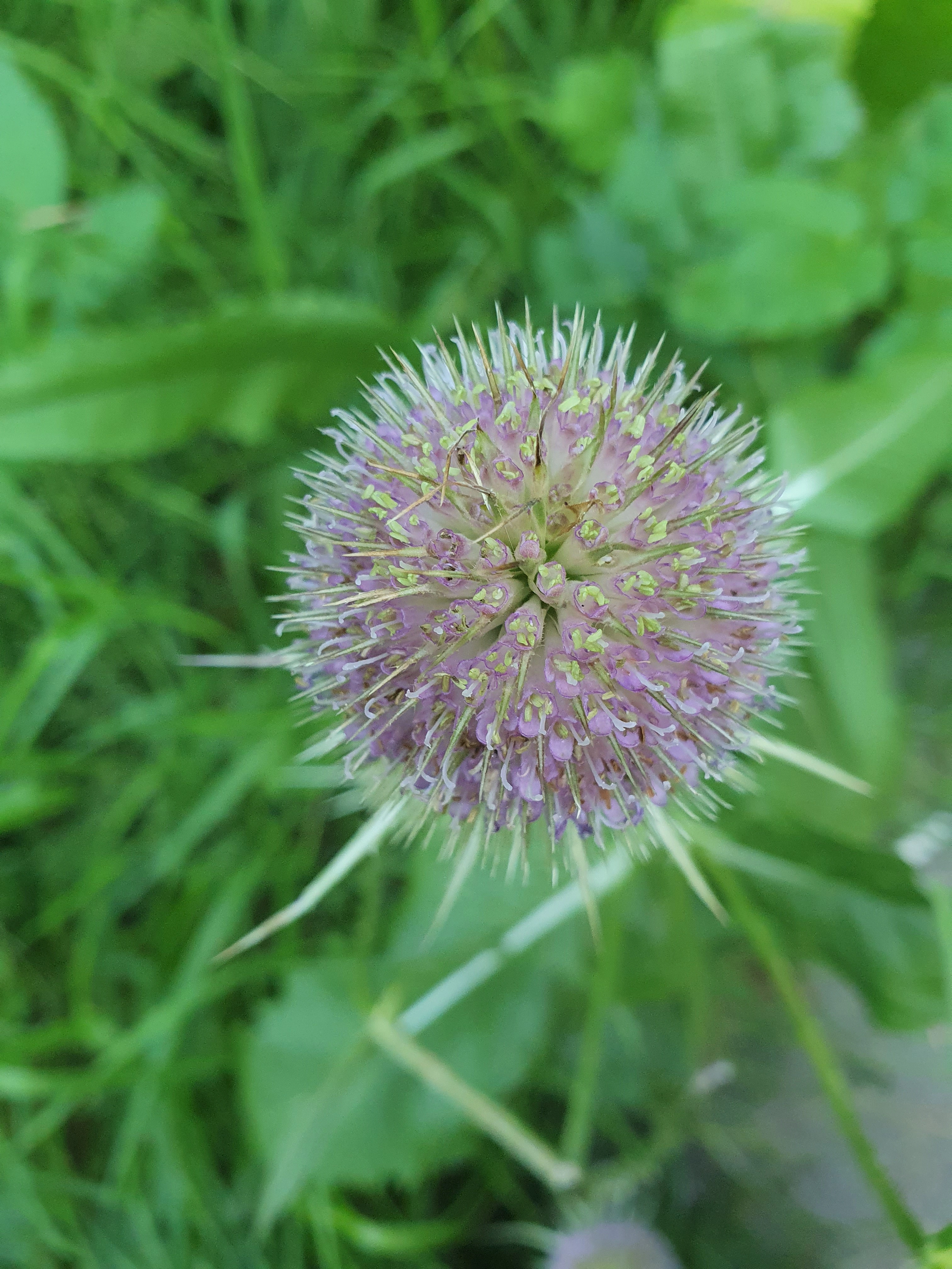 : Dipsacus fullonum.