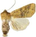 : Cirrhia gilvago.