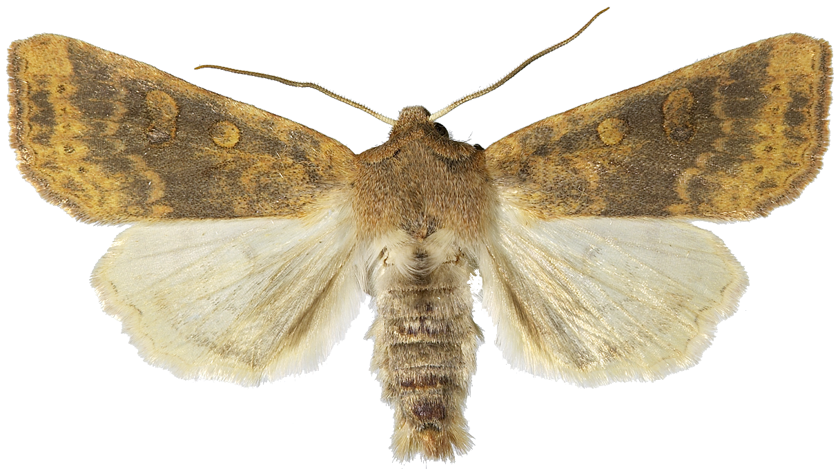 : Cirrhia gilvago.