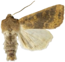 : Cirrhia gilvago.