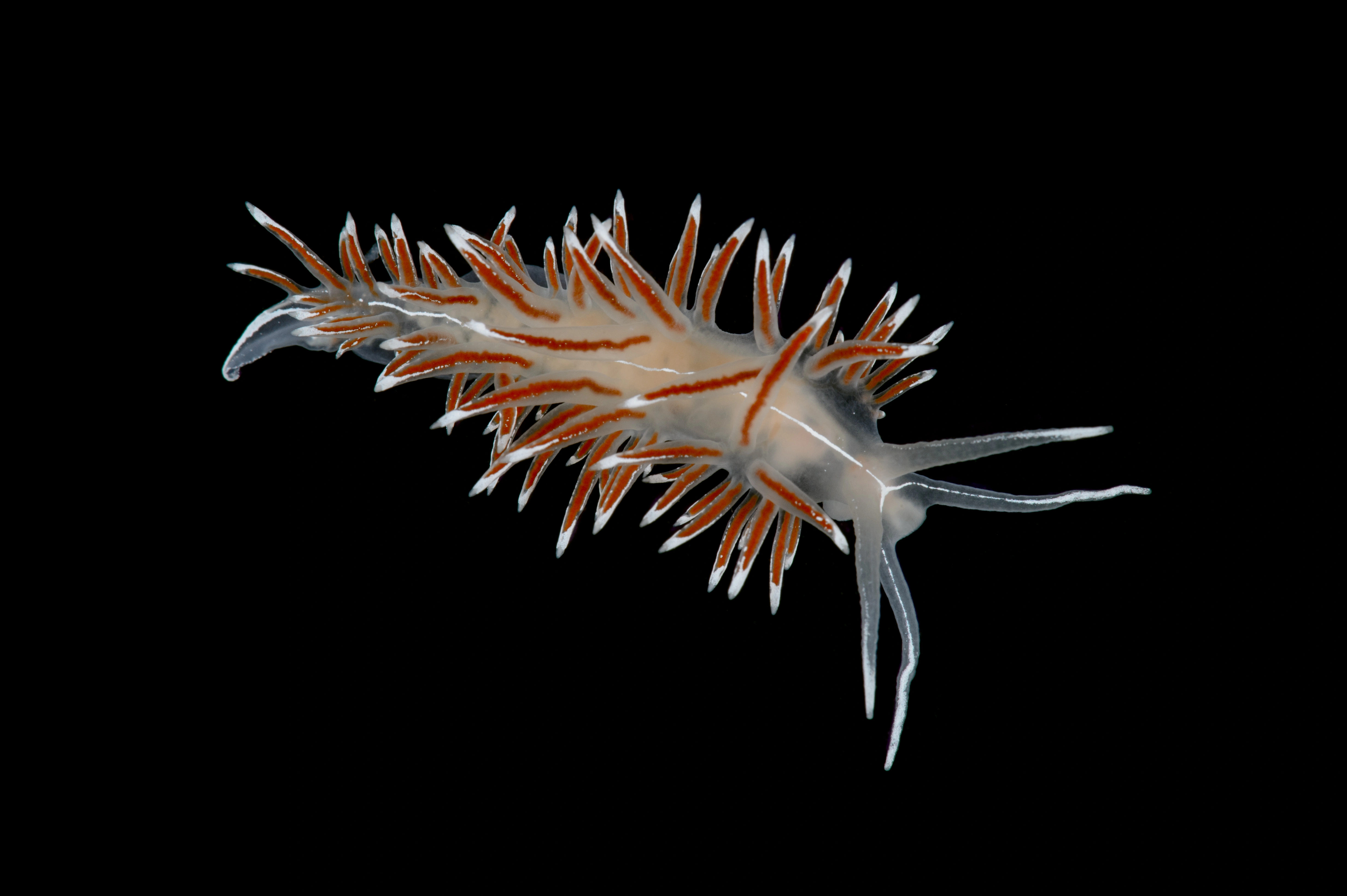 : Coryphella lineata.