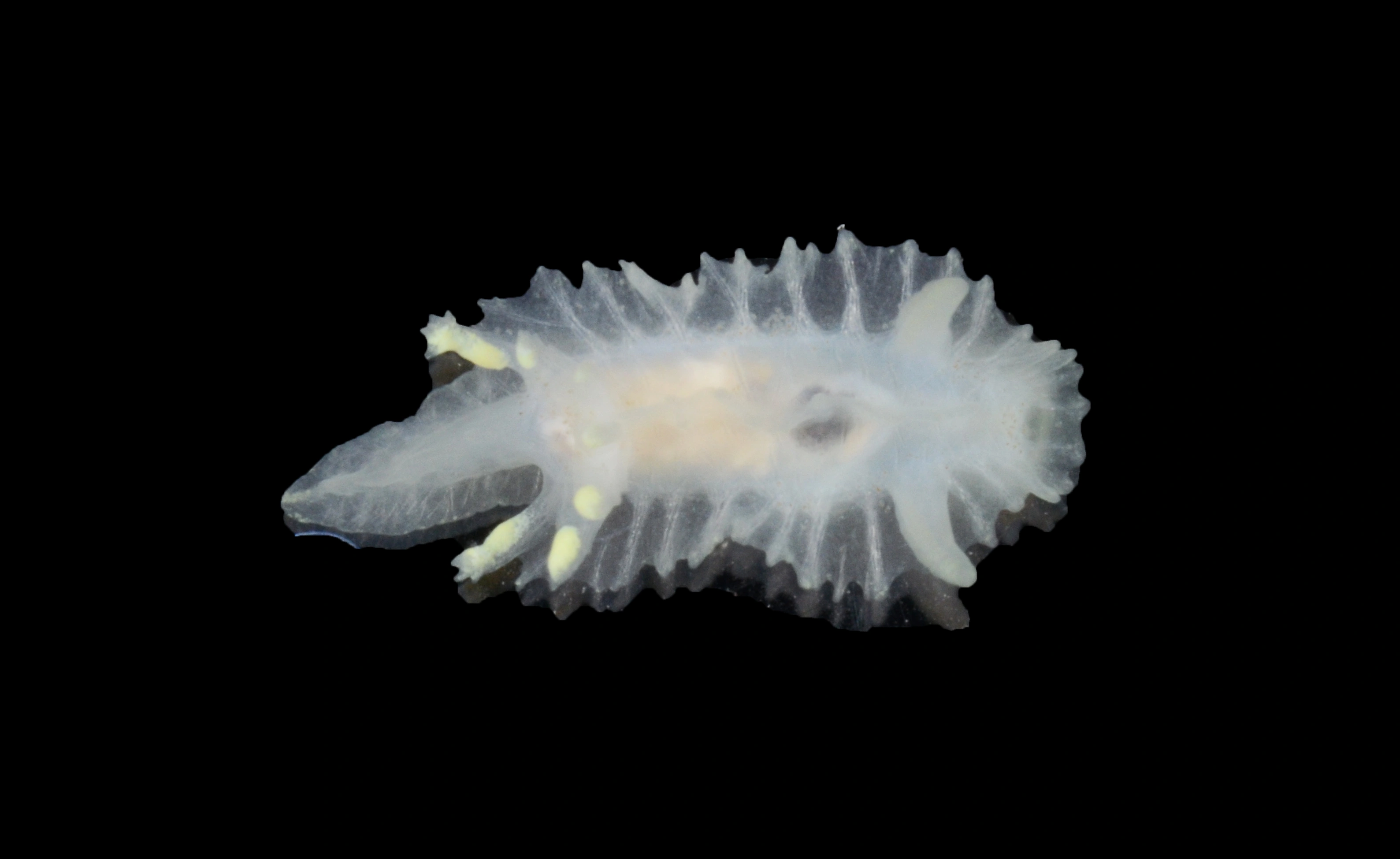 : Lophodoris danielsseni.