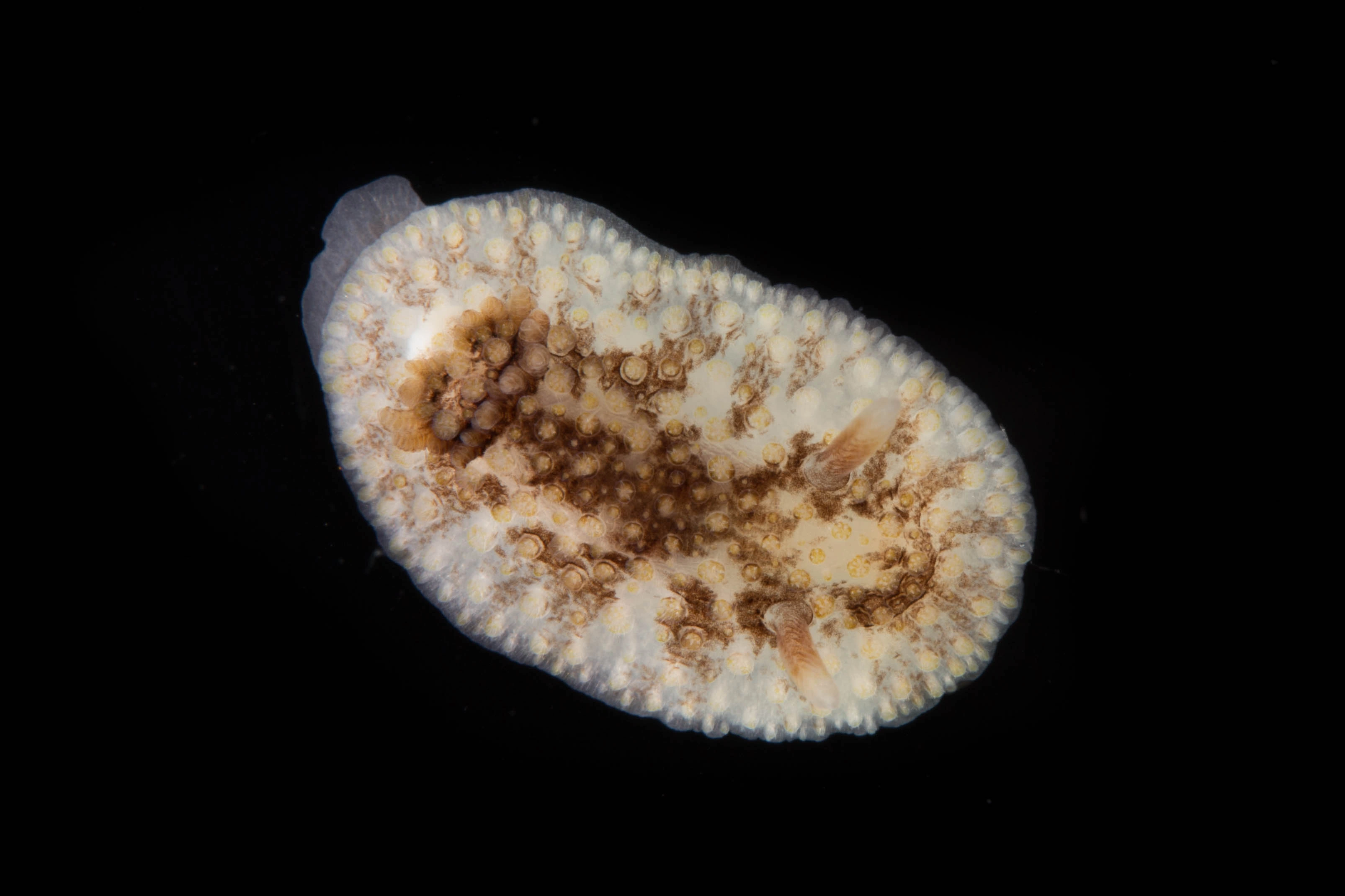 : Onchidoris bilamellata.