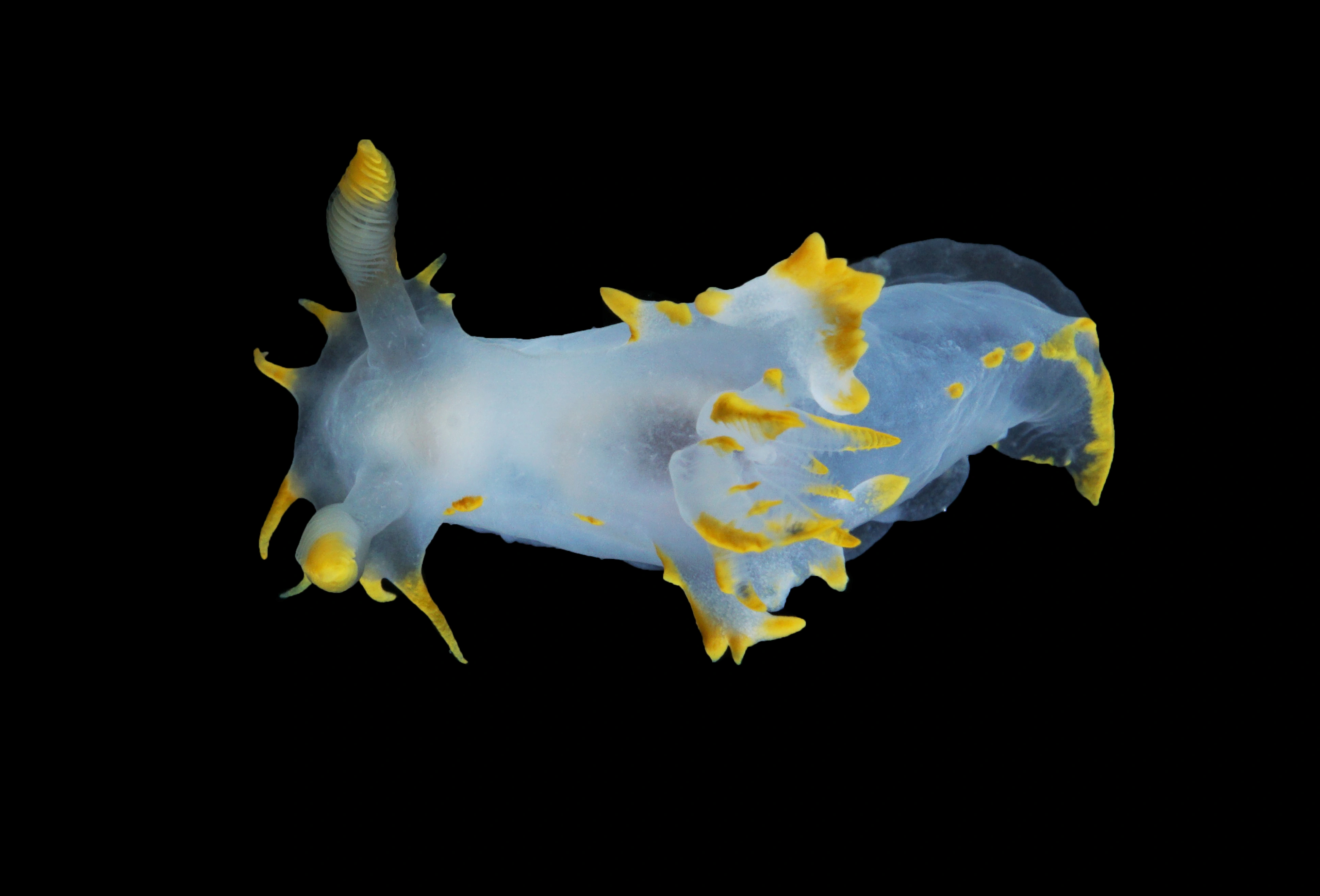 : Polycera faeroensis.