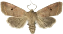 : Leptologia lota.