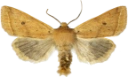 : Leptologia macilenta.