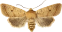 : Leptologia macilenta.