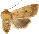 : Leptologia macilenta.