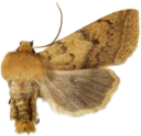 : Leptologia macilenta.