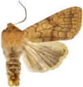 : Sunira circellaris.