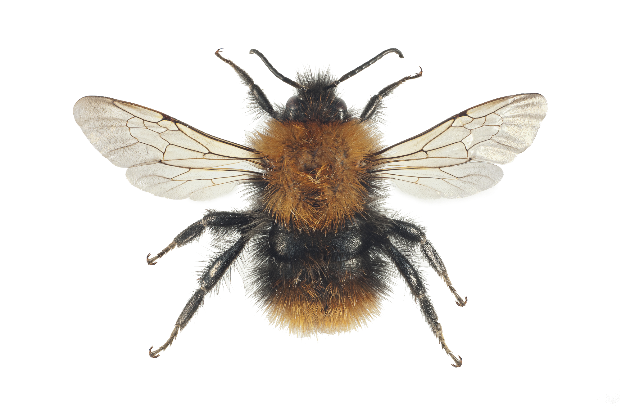 : Bombus (Thoracobombus) pascuorum.