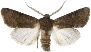 grått lyngheifly