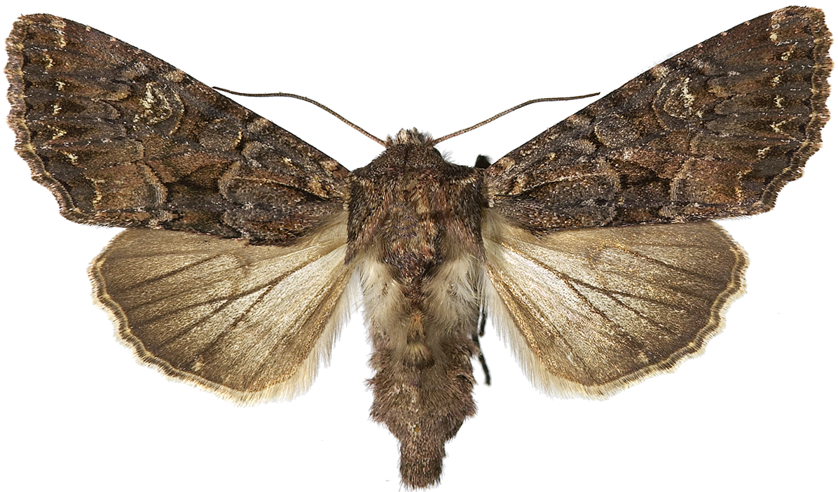 : Mniotype adusta.