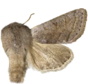 : Orthosia opima.