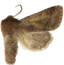 : Orthosia gothica.