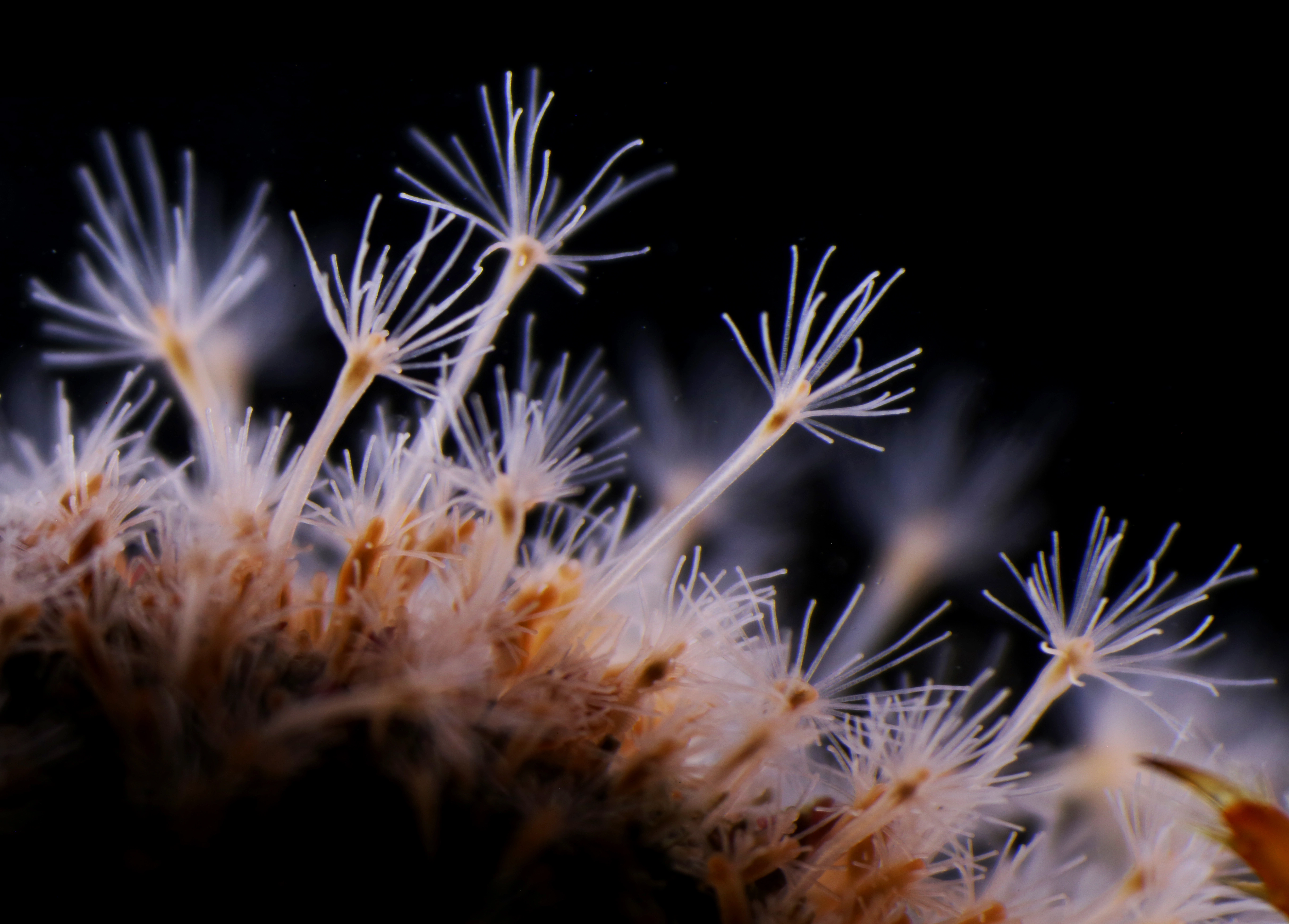 : Hydractinia sarsii.