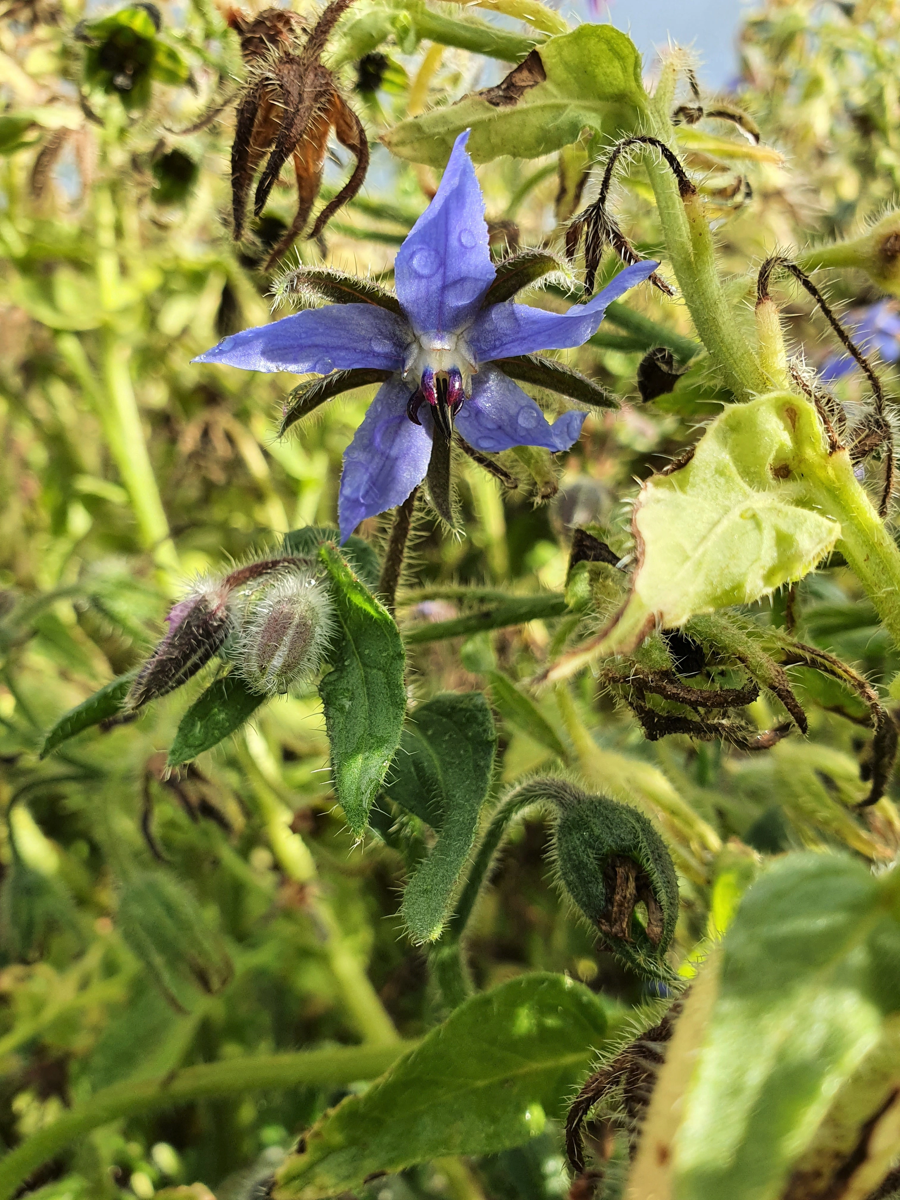 : Borago officinalis.