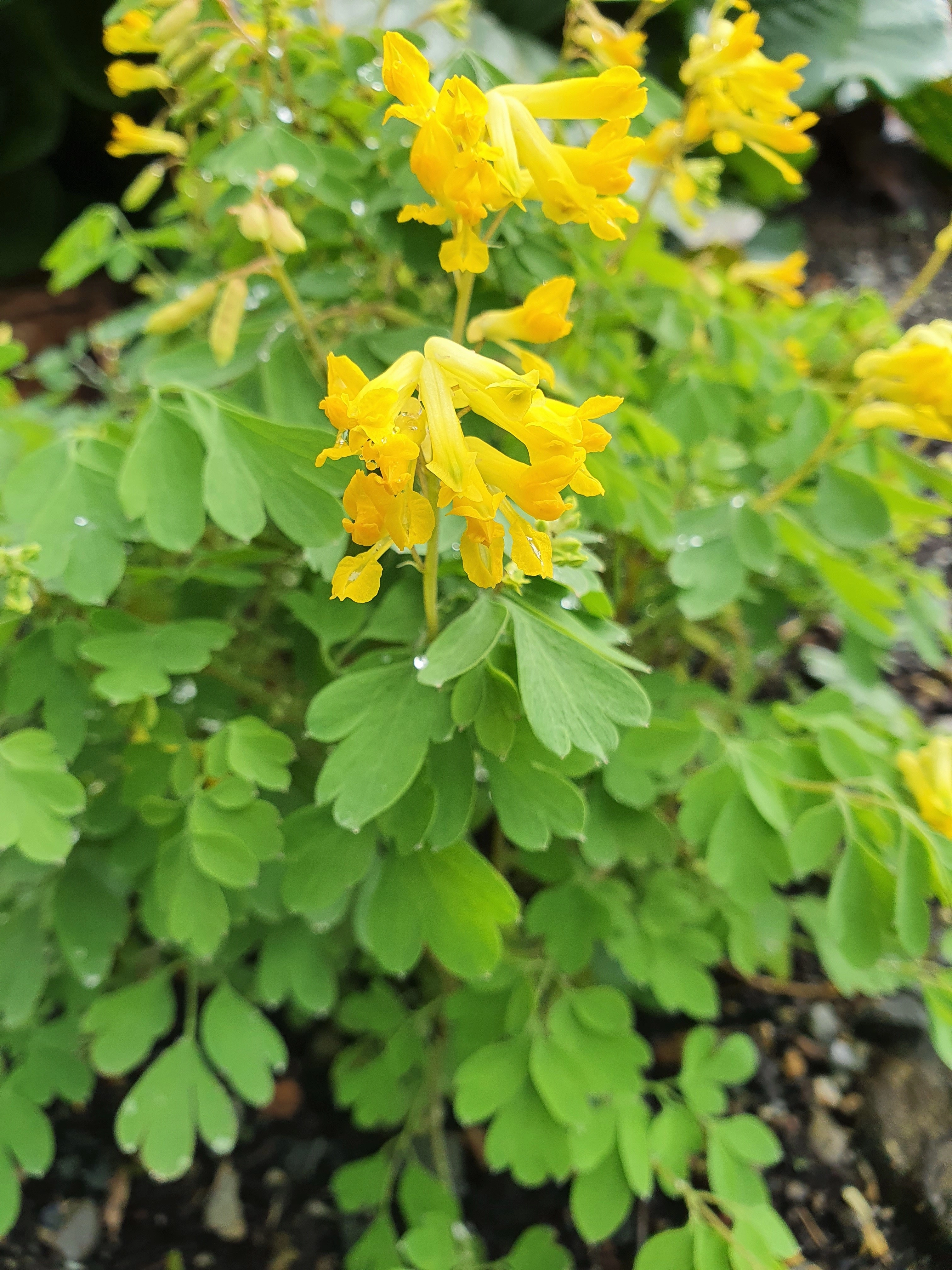 : Pseudofumaria lutea.