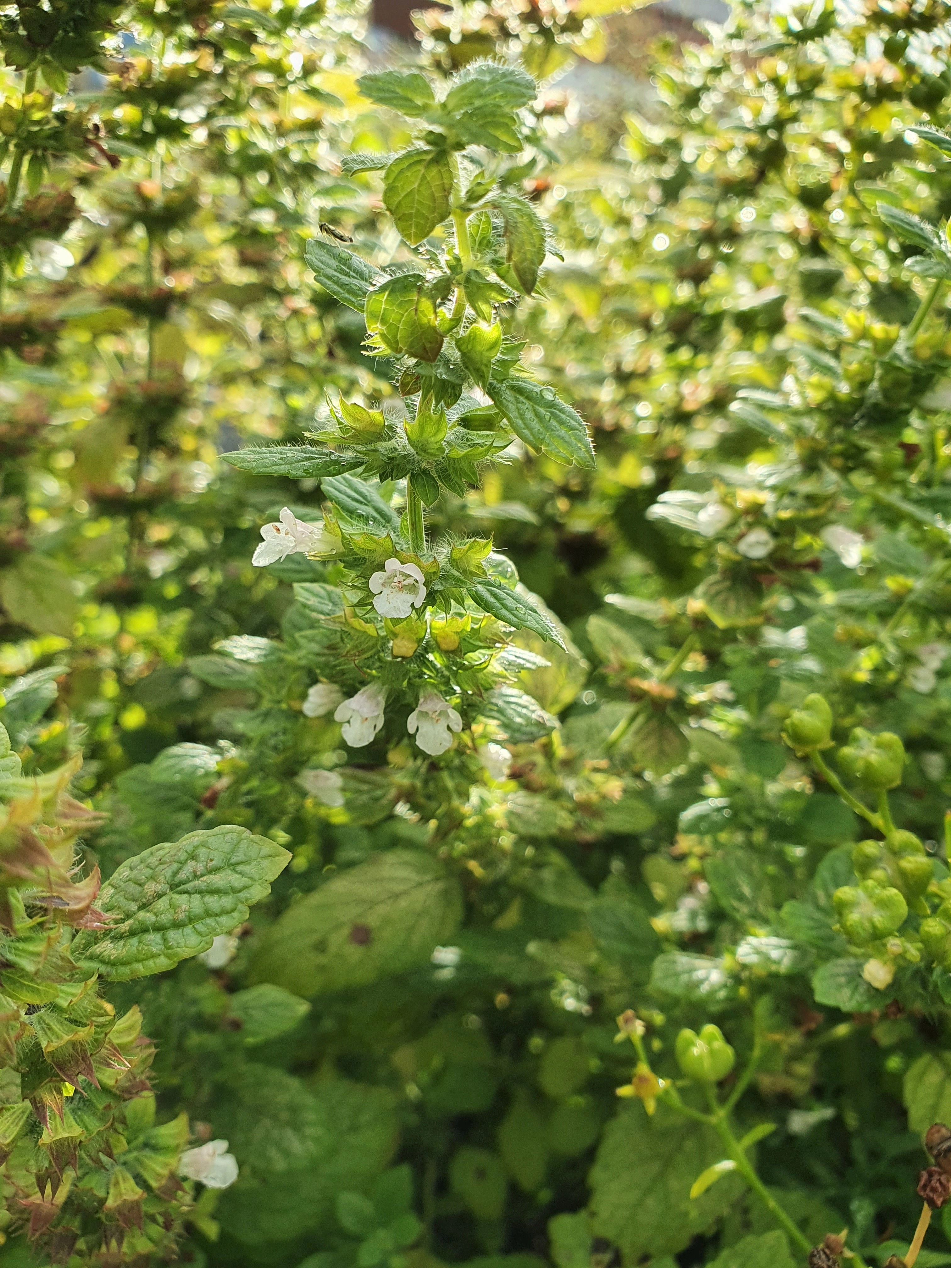 : Melissa officinalis.