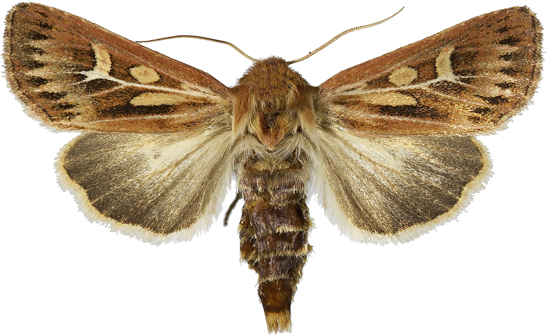 : Cerapteryx graminis.