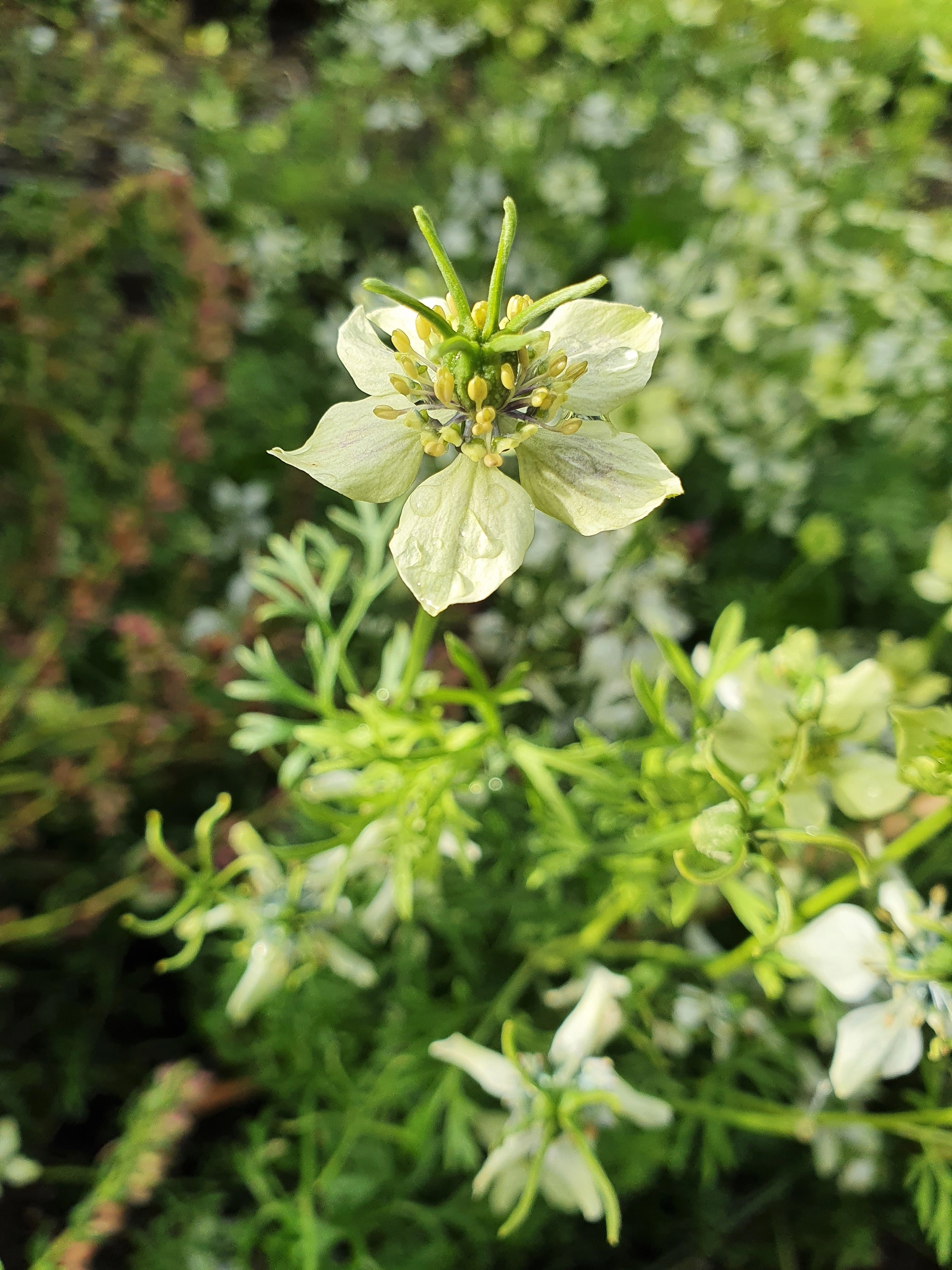 : Nigella sativa.