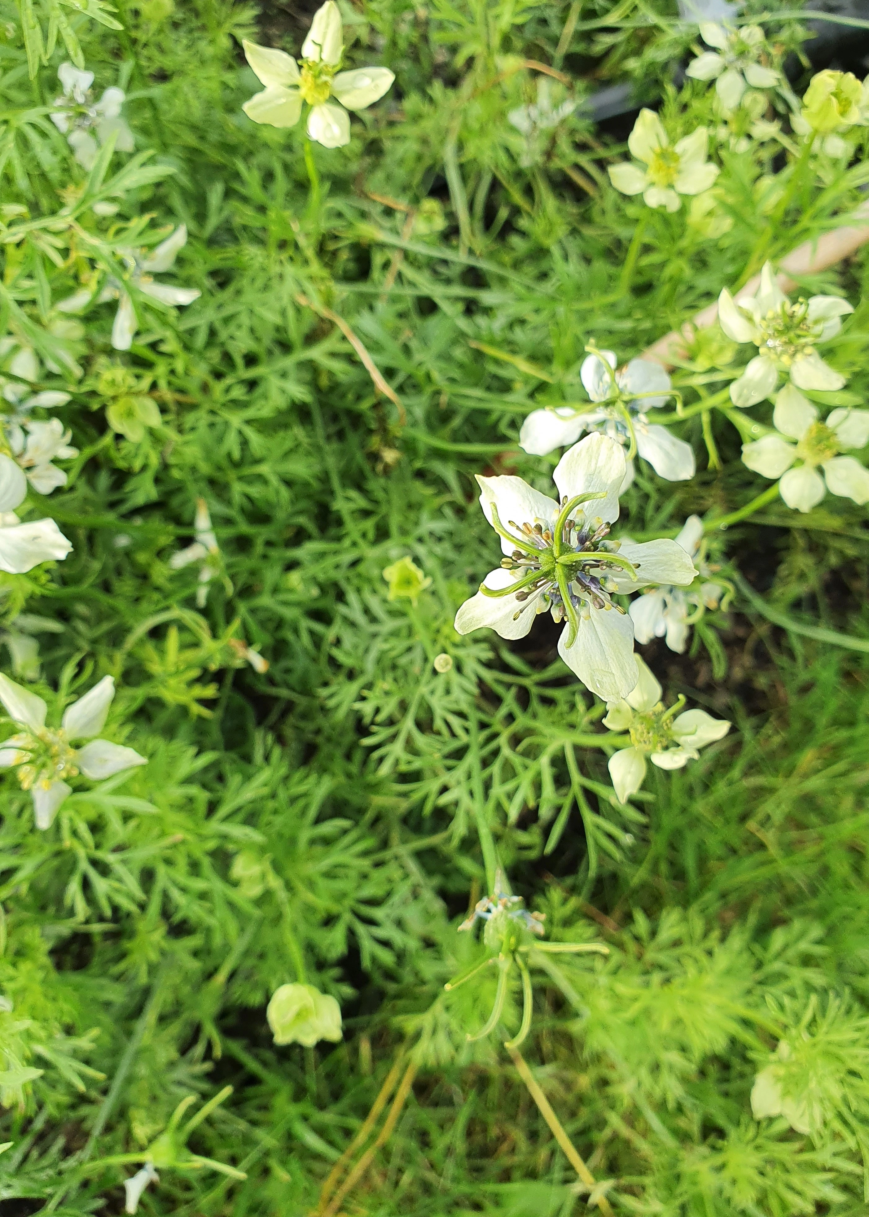 : Nigella sativa.