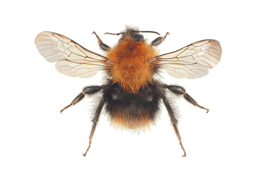 : Bombus (Thoracobombus) pascuorum.