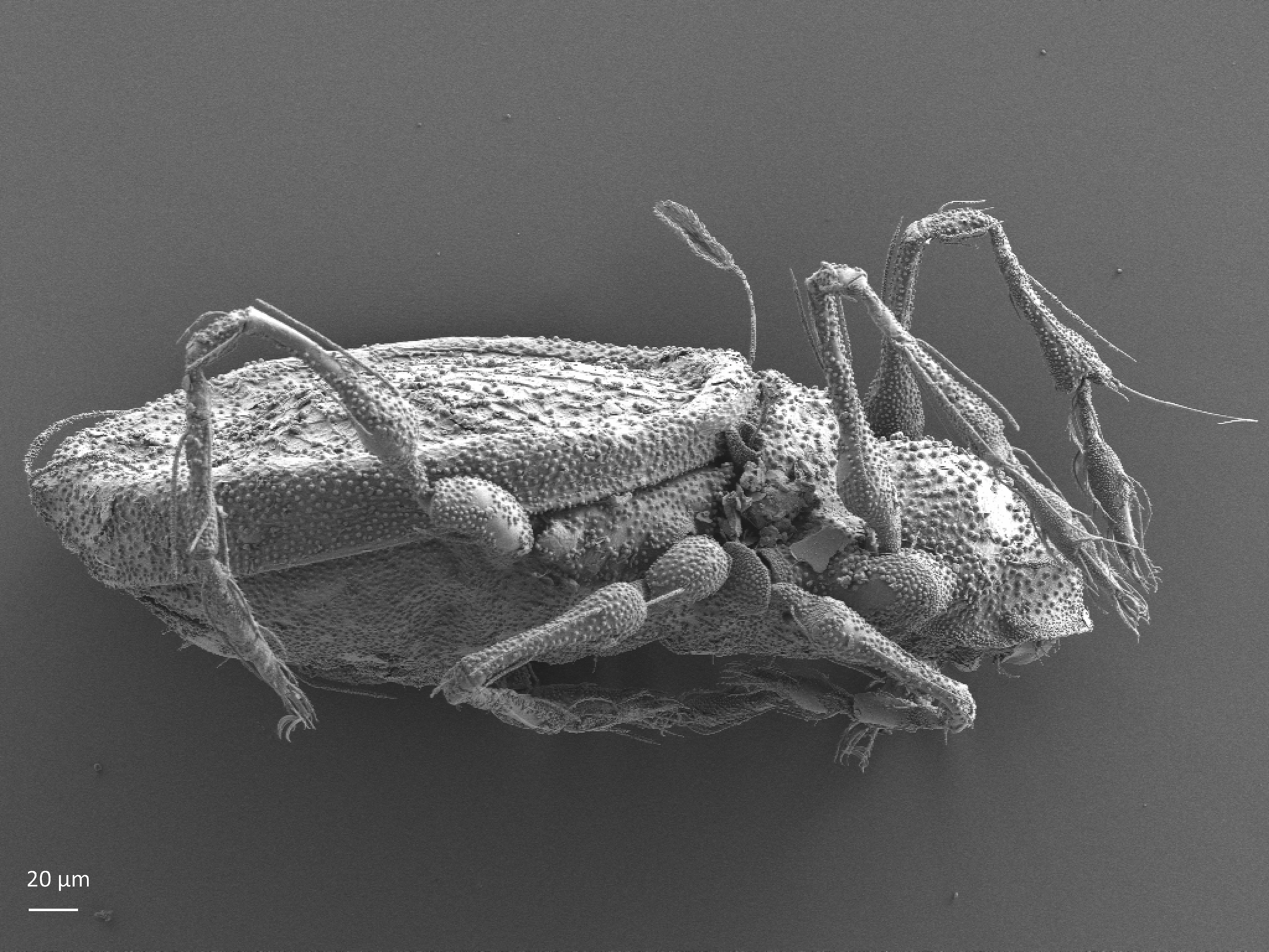 : Gymnodamaeidae.