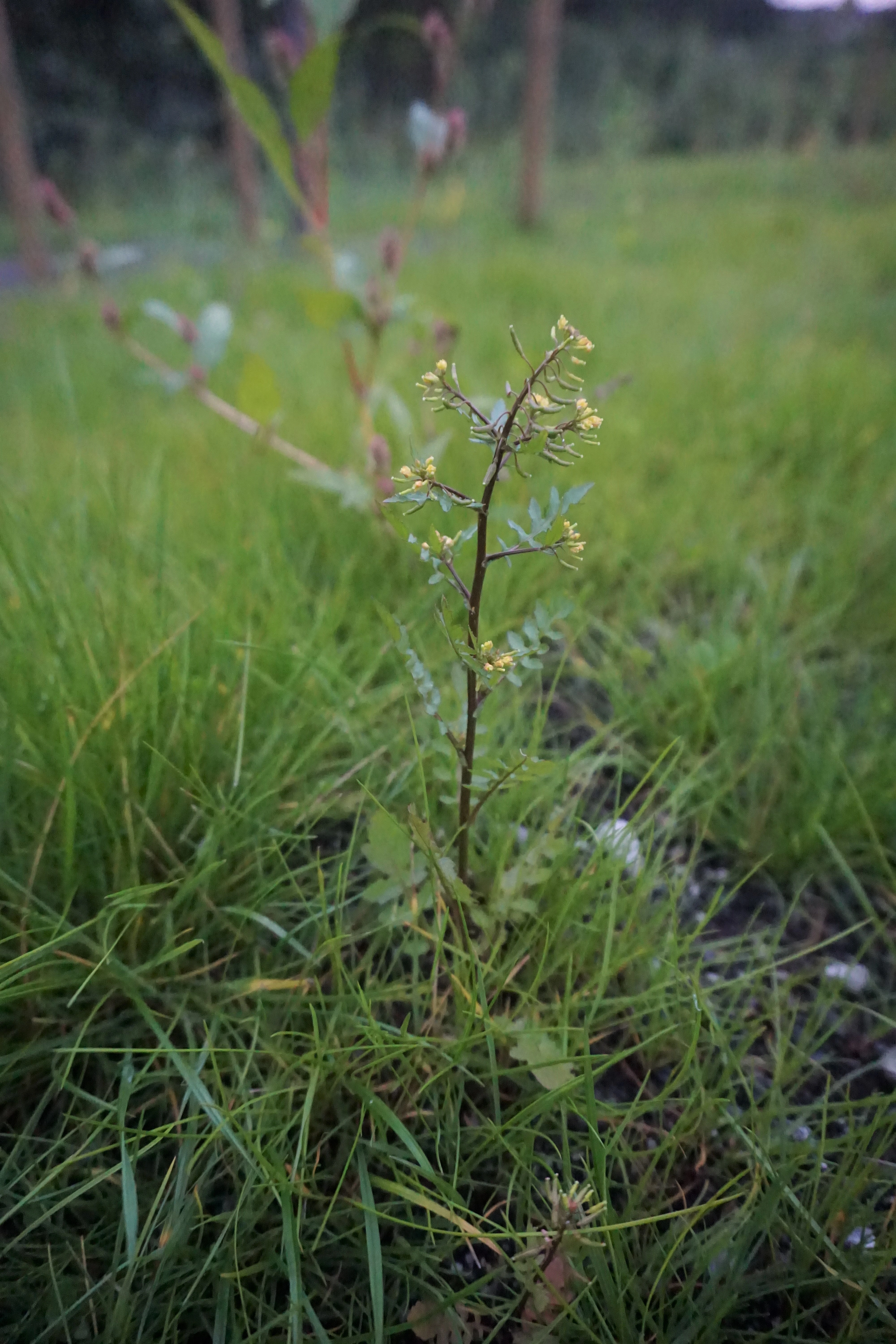 : Rorippa palustris.