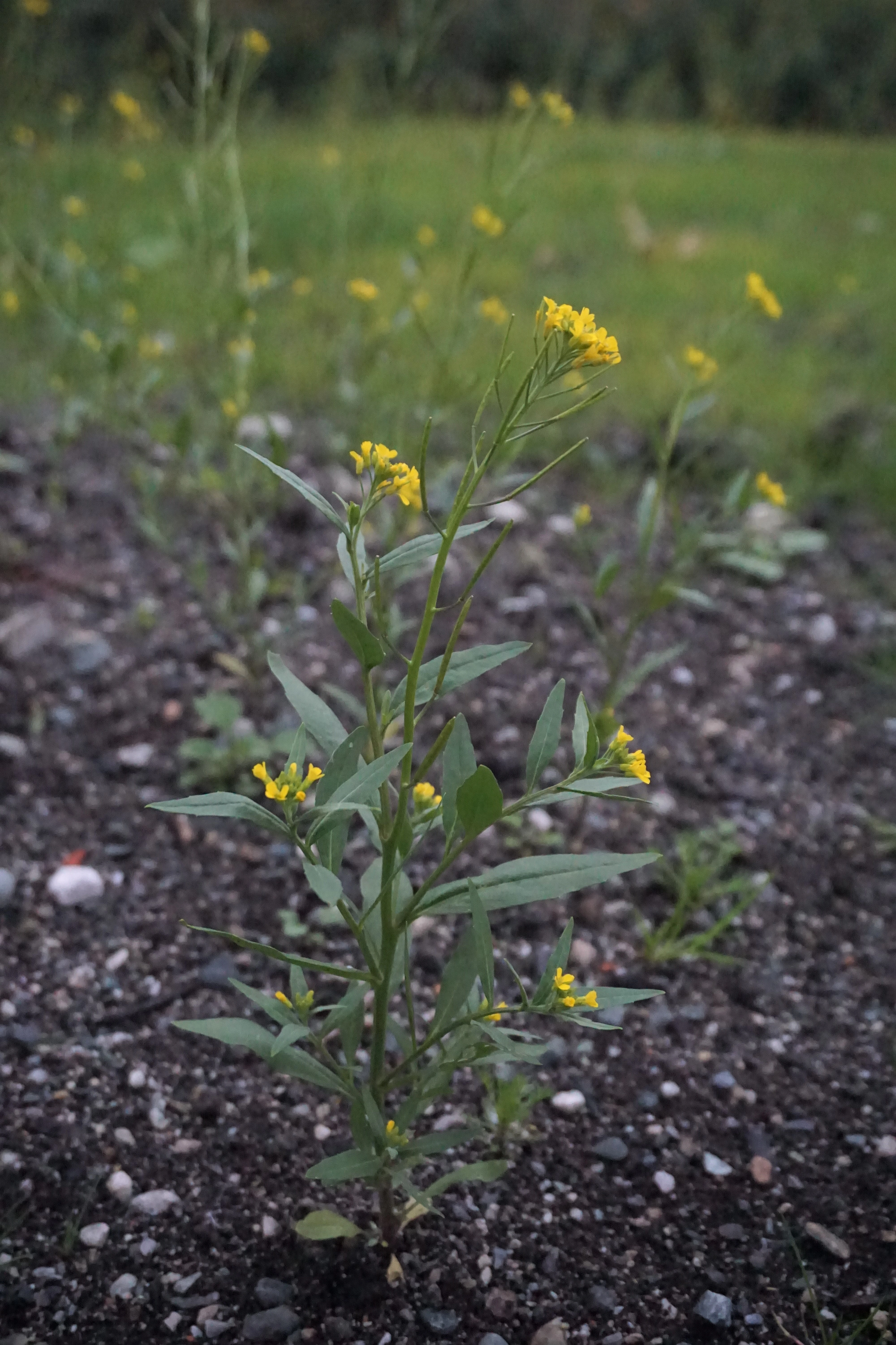 : Erysimum cheiranthoides.