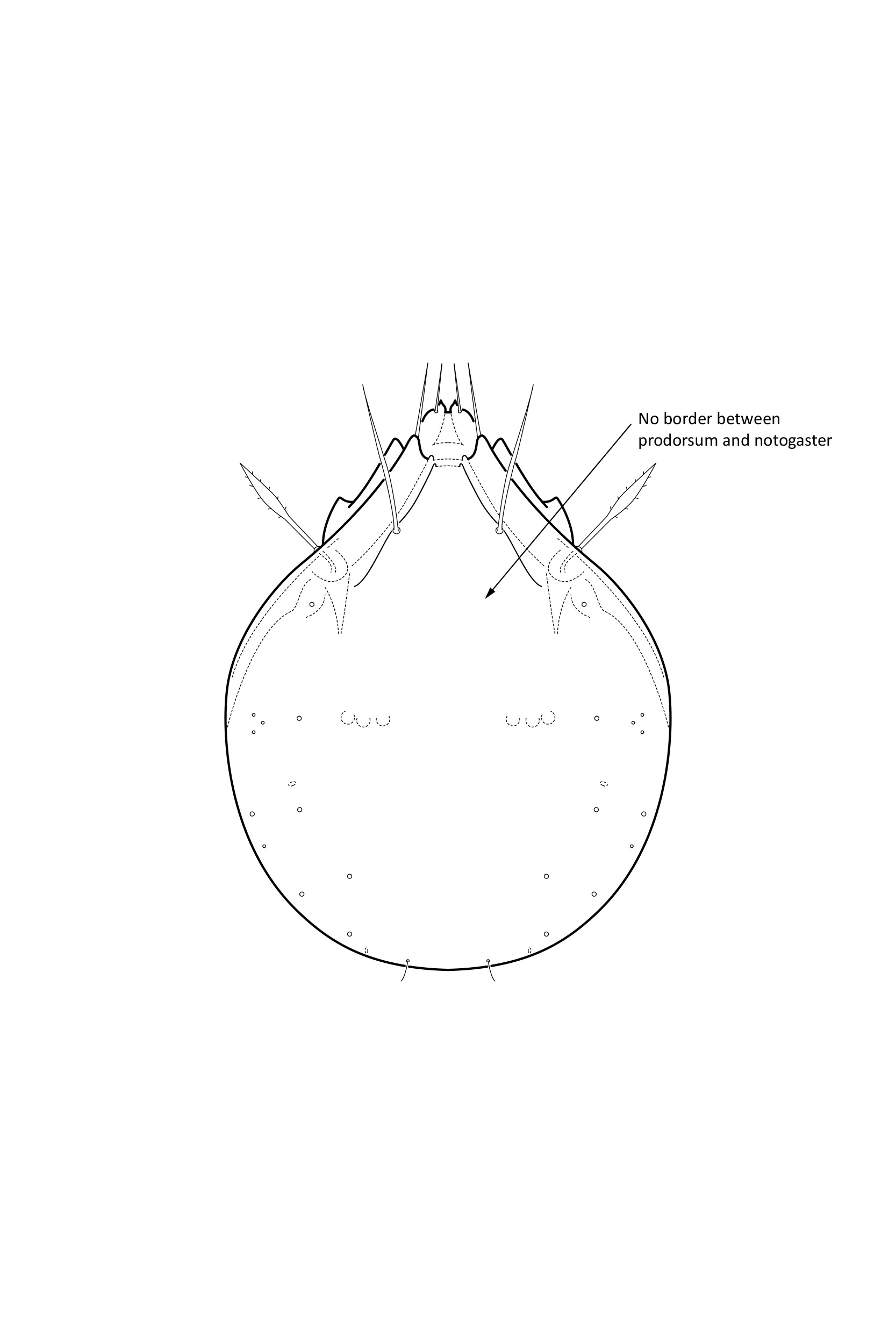 : Gustavia microcephala.