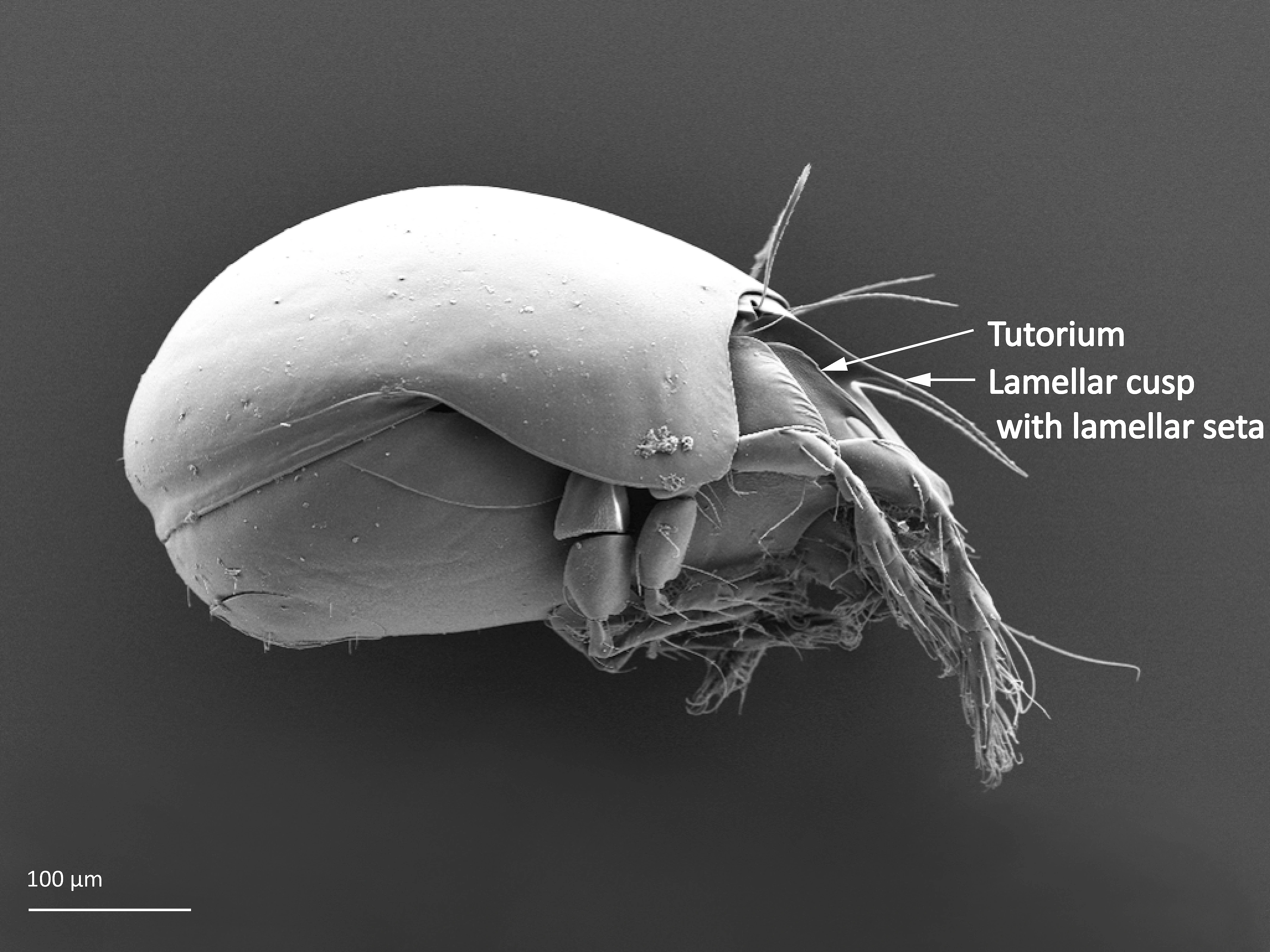 : Ceratozetes gracilis.