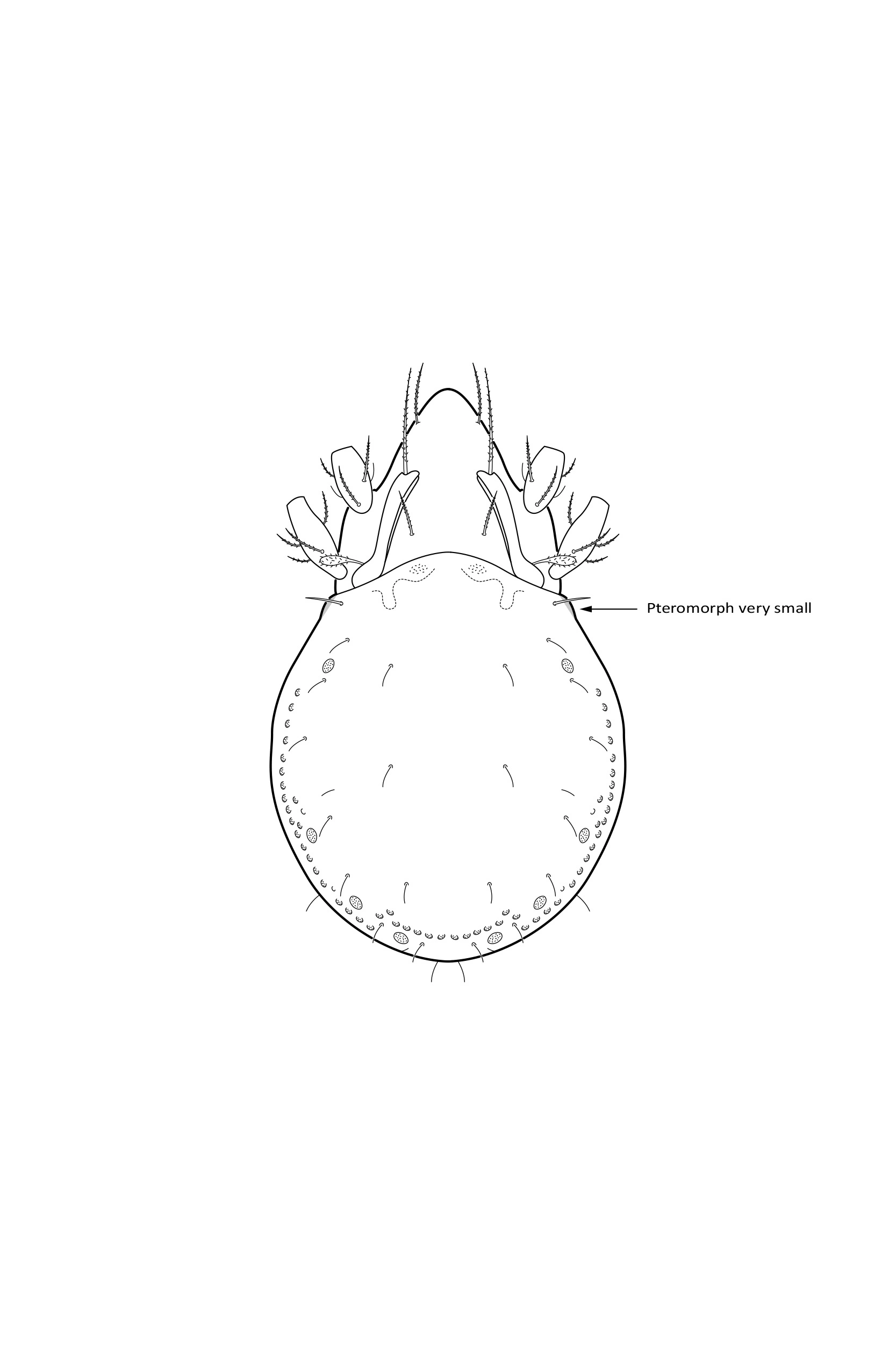 : Oribatulidae.