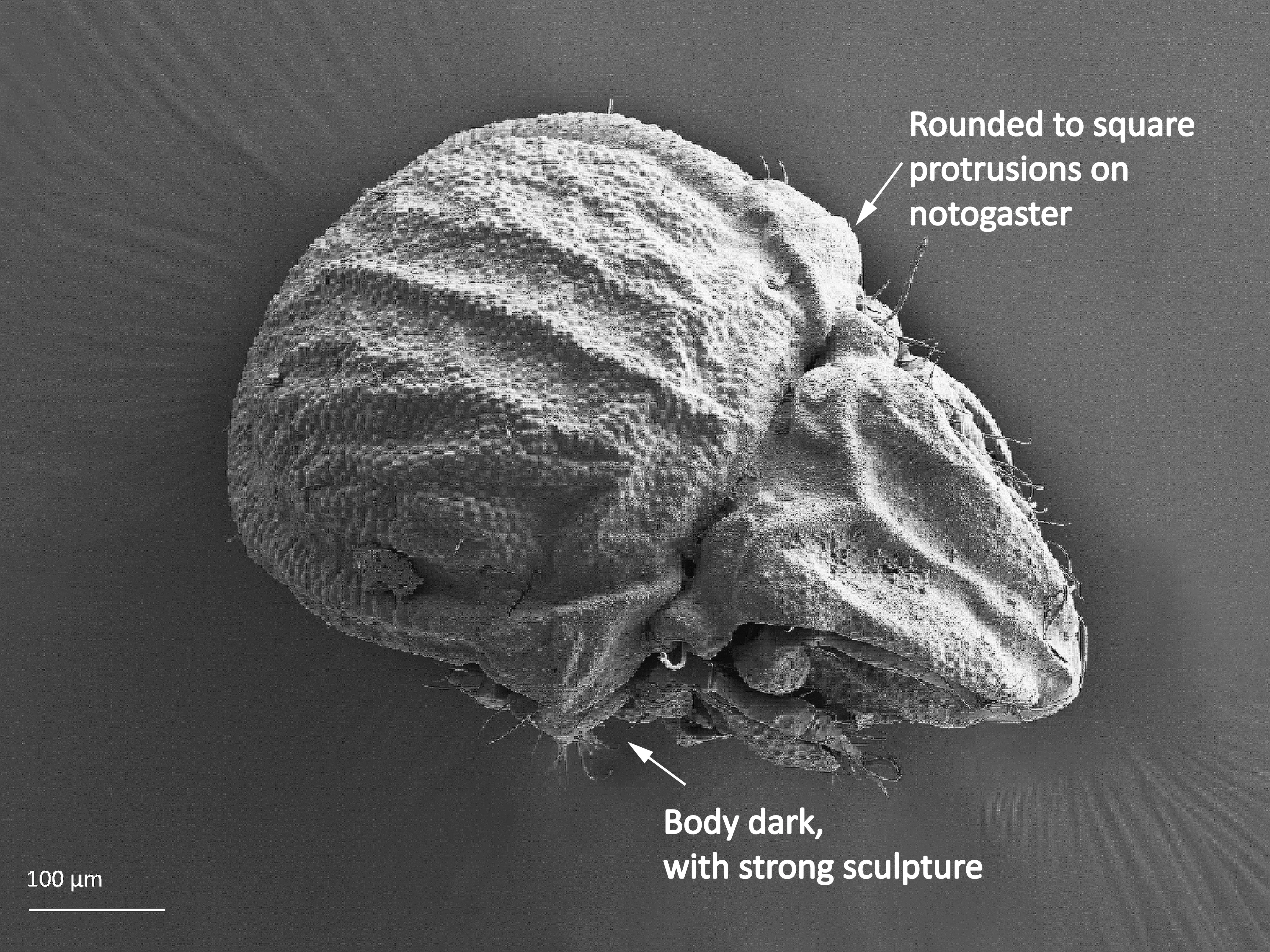 : Carabodes femoralis.