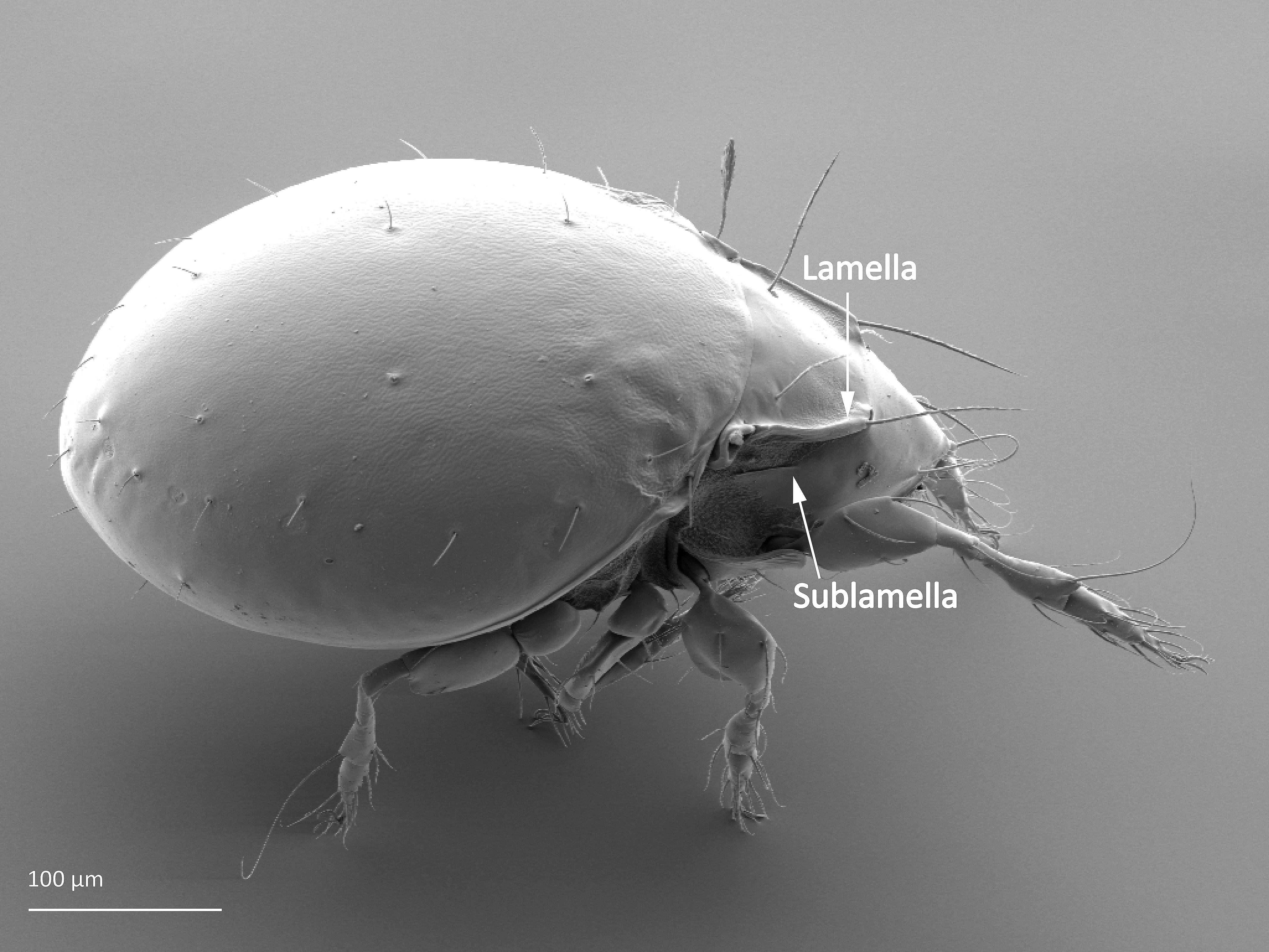 : Oribatula tibialis.