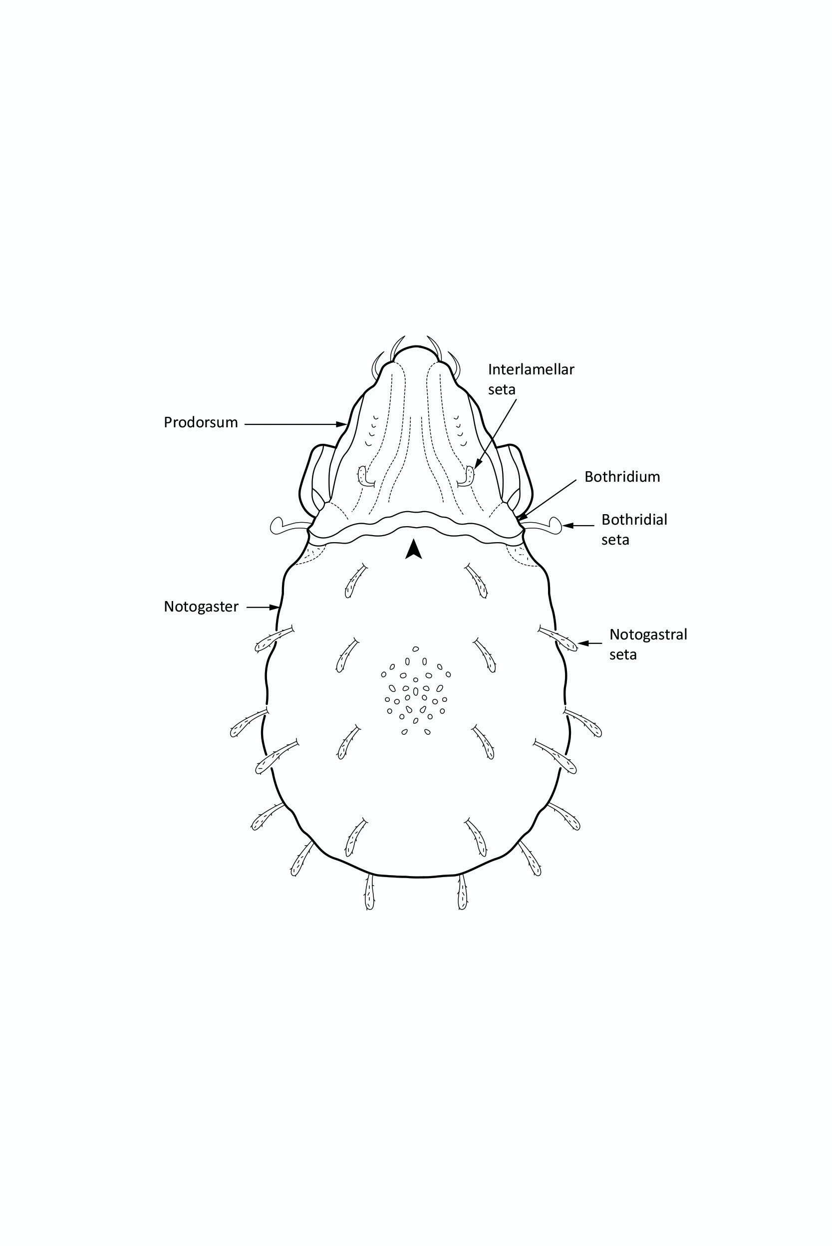 : Carabodes affinis.