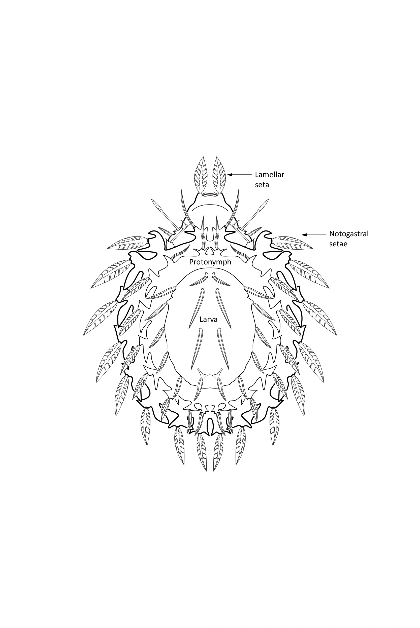 : Cepheus cepheiformis.