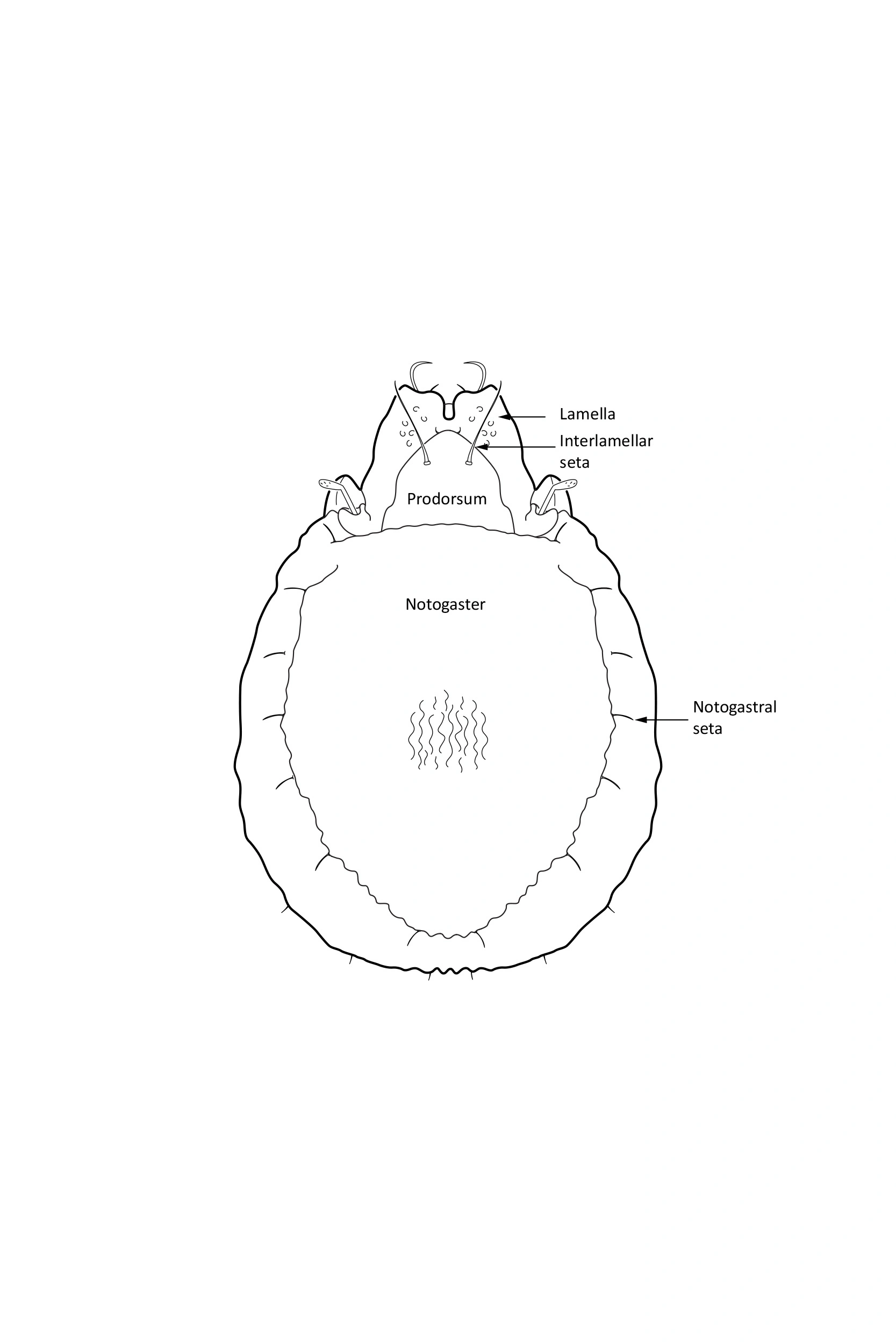 : Cepheus cepheiformis.