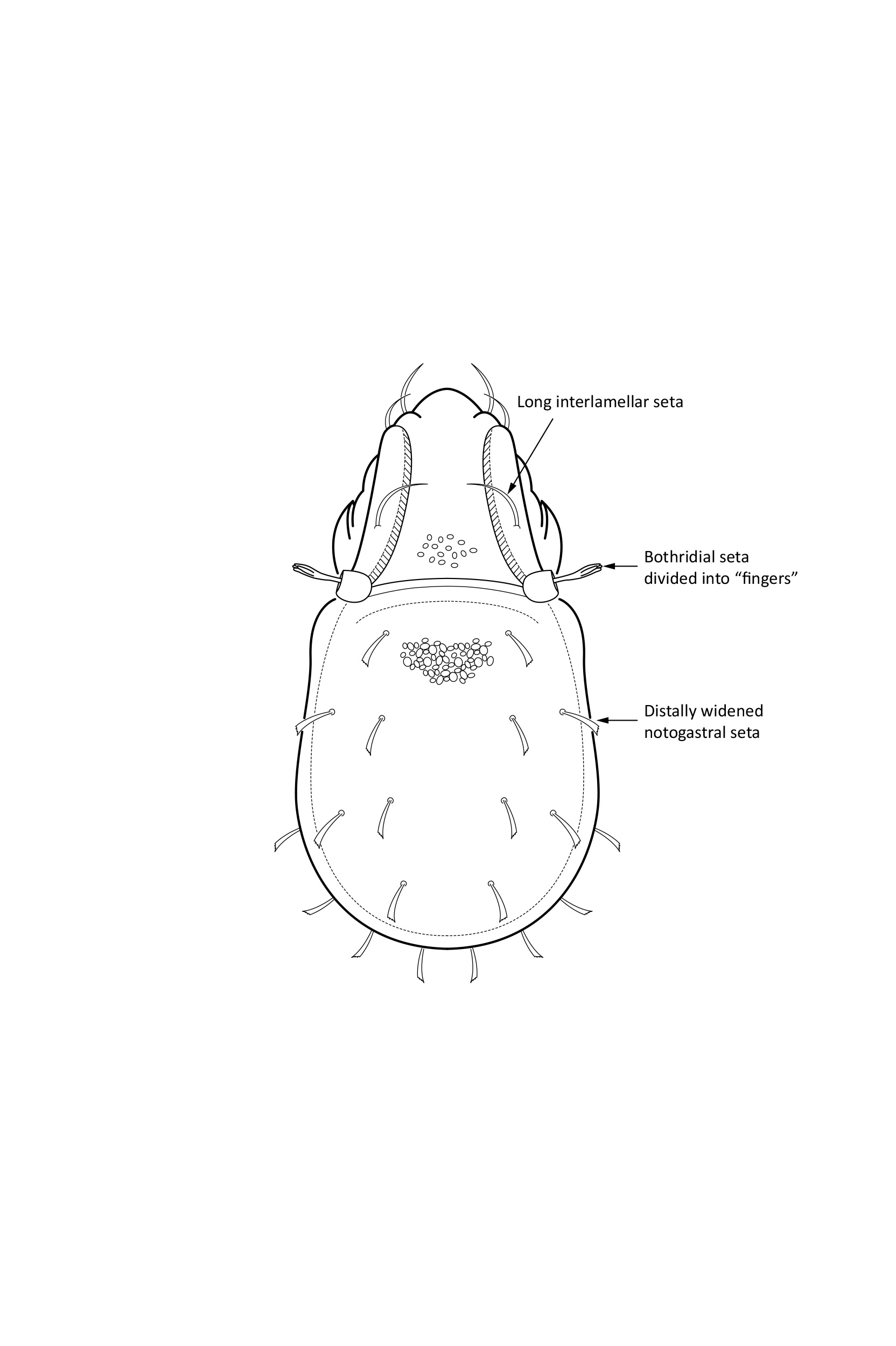 : Carabodes areolatus.