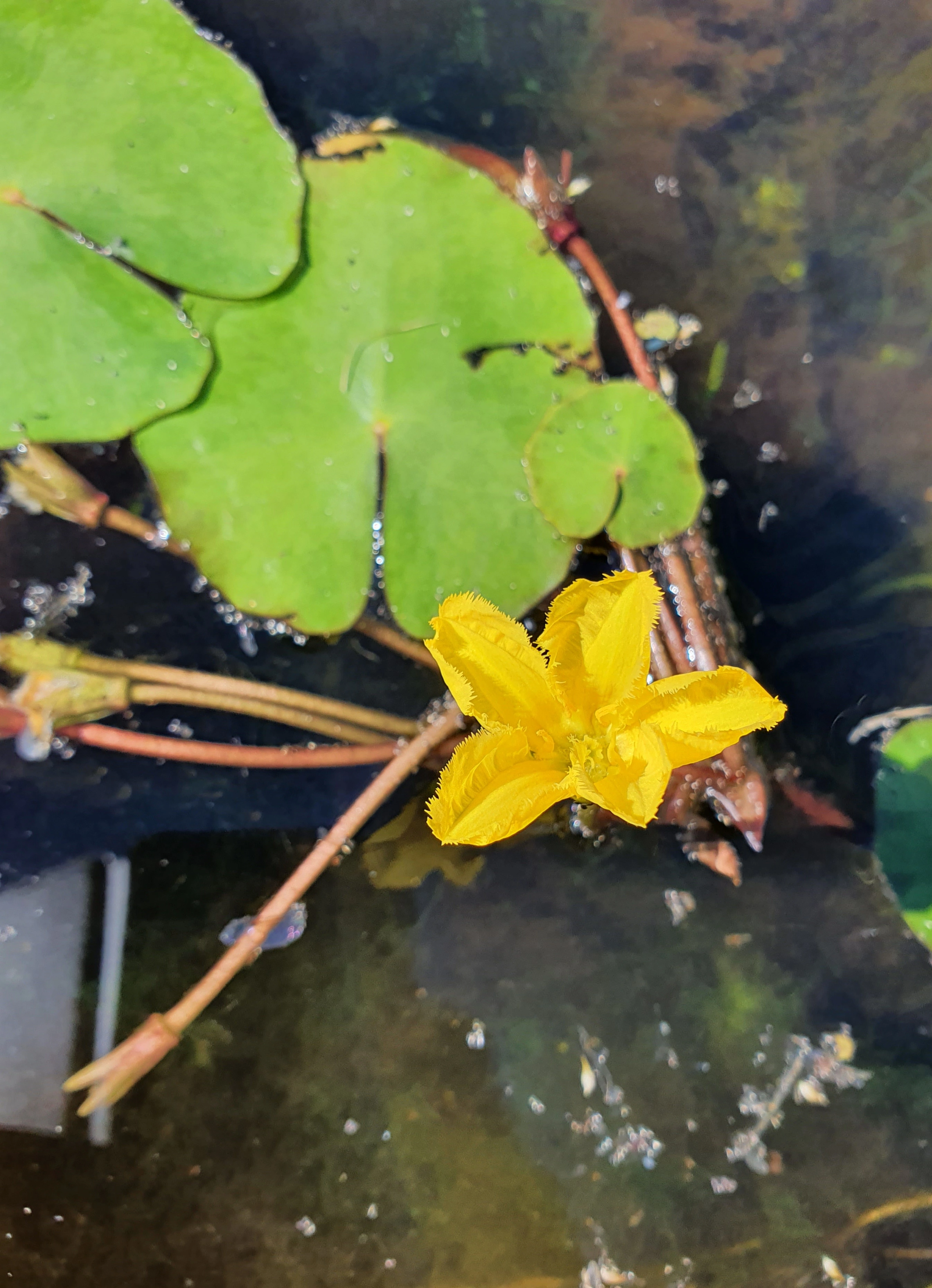 : Nymphoides peltata.