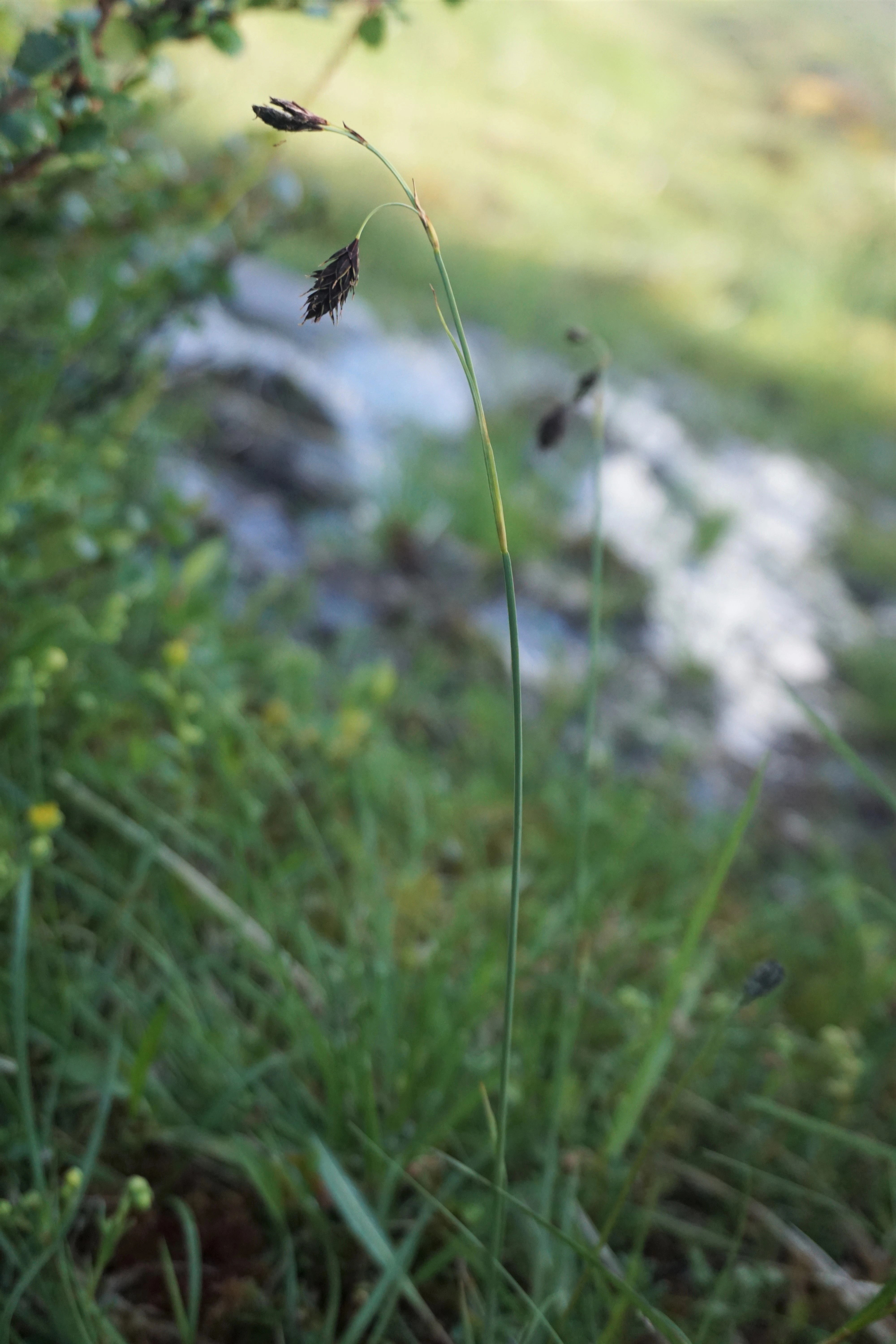 : Carex atrofusca.