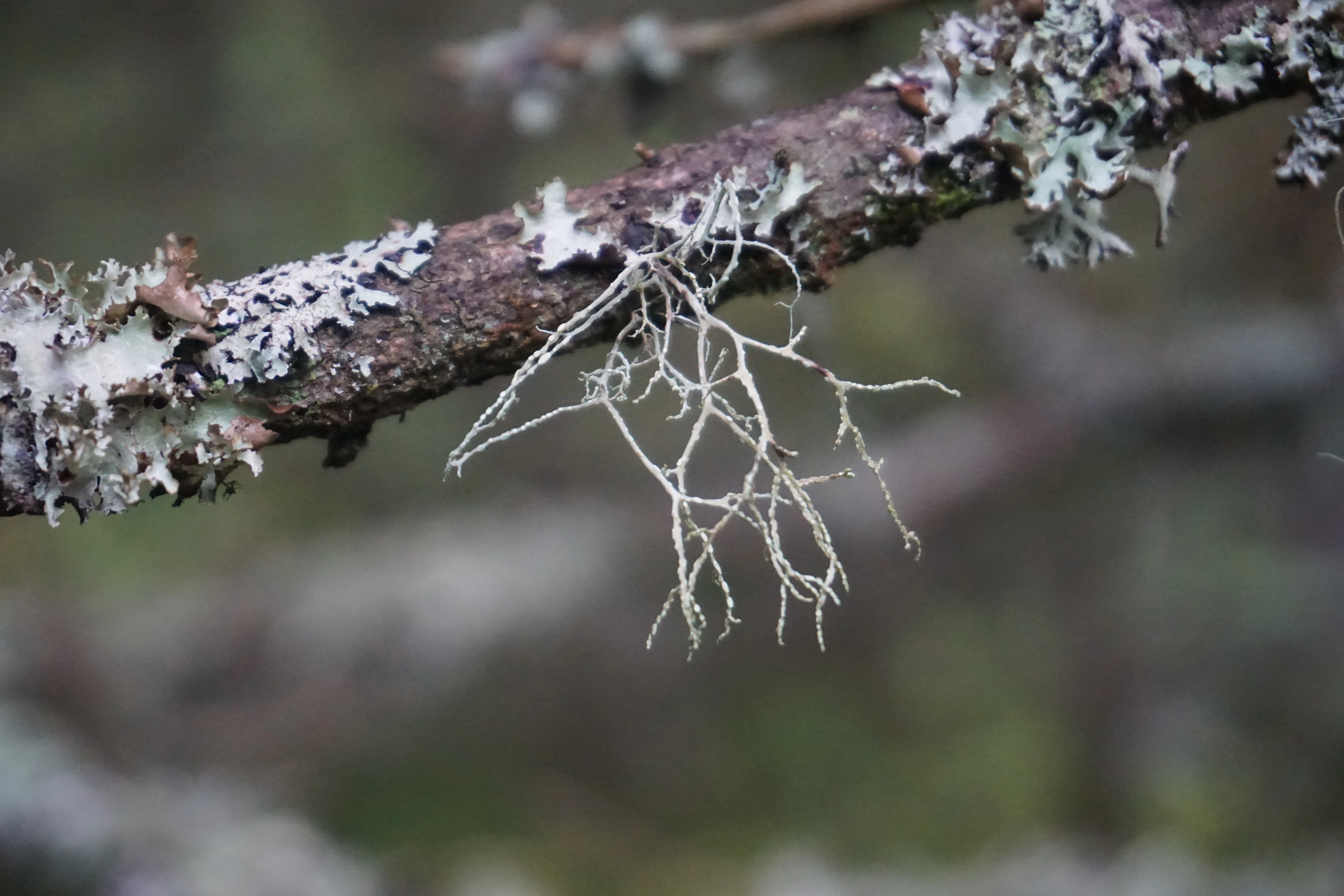 : Ramalina farinacea.