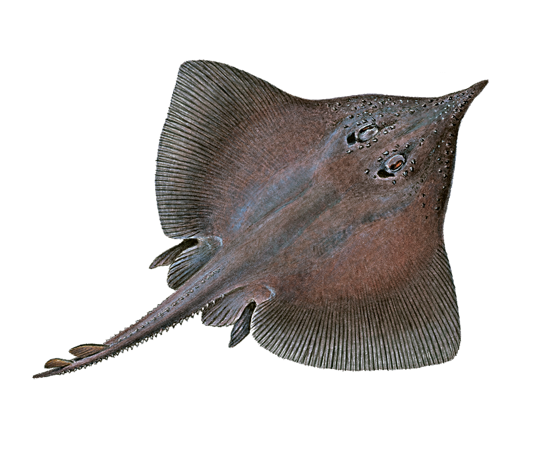 : Dipturus nidarosiensis.