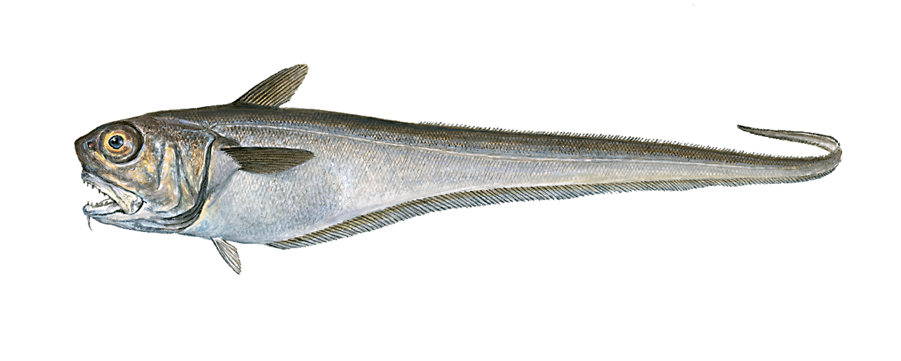 : Malacocephalus laevis.