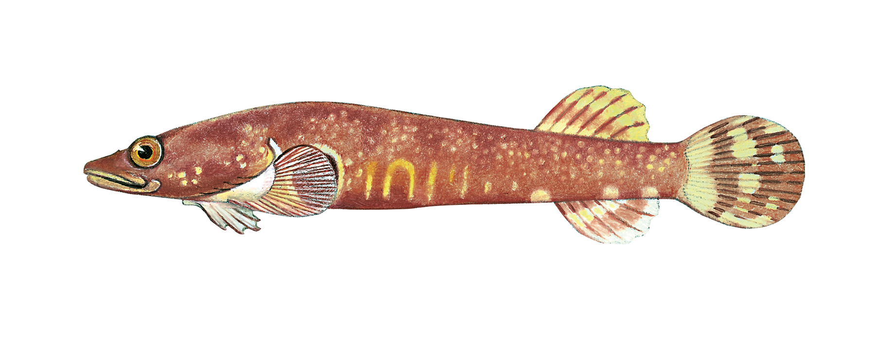 : Diplecogaster bimaculata.