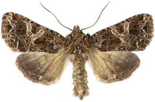 fiolett nellikfly