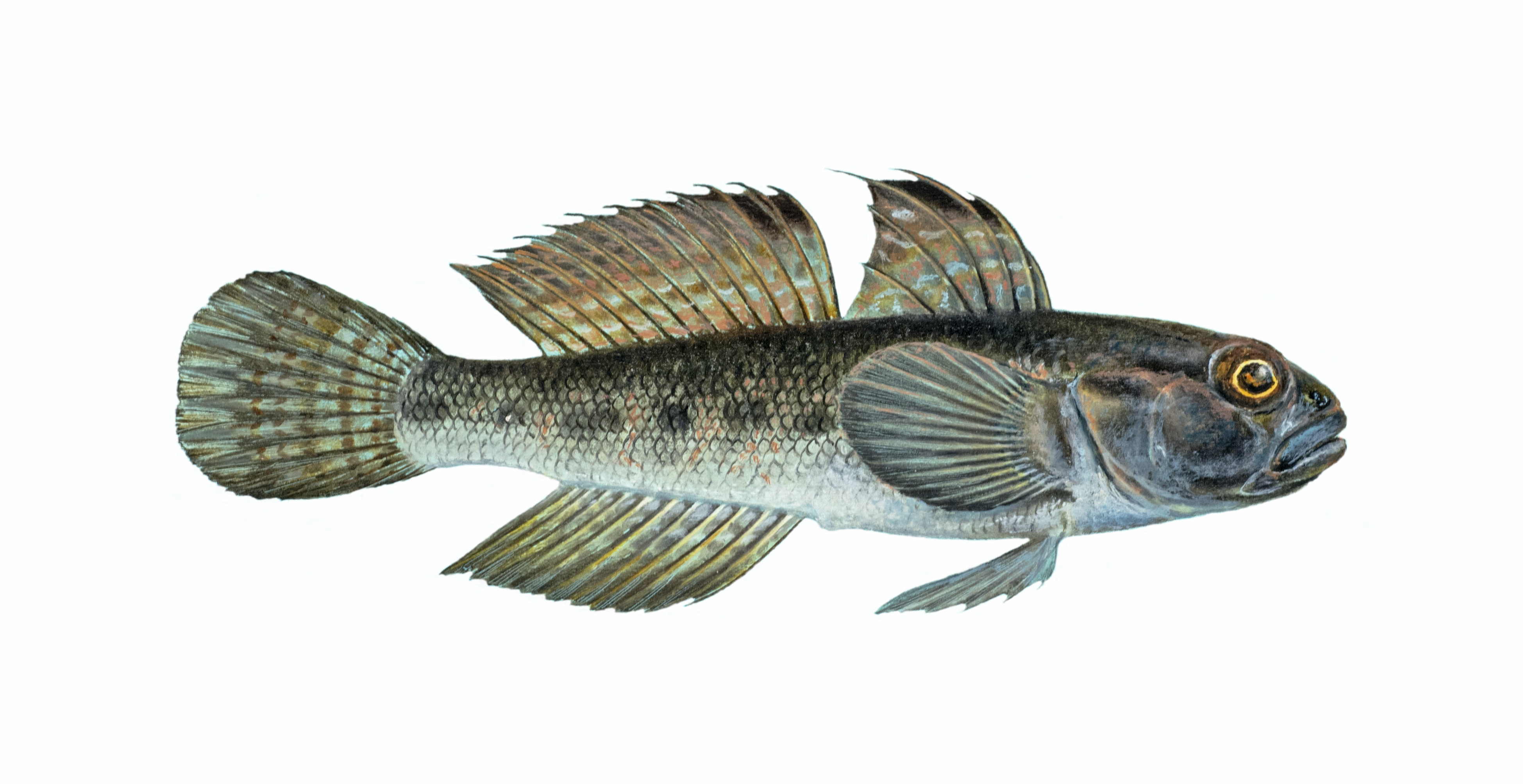 : Gobius niger.